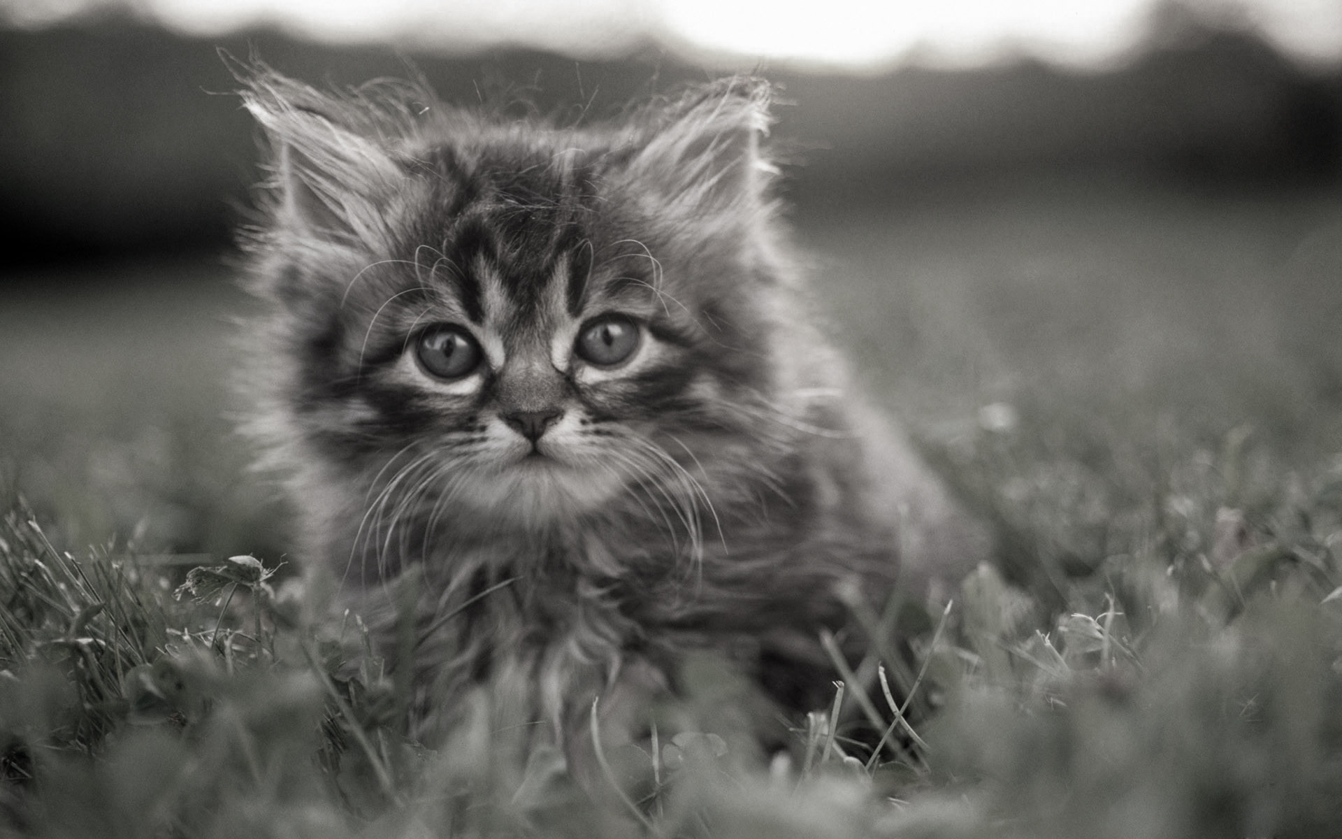 Обои трава, котенок, серый, задумчивые глаза, grass, kitty, grey, brooding eyes разрешение 1920x1200 Загрузить