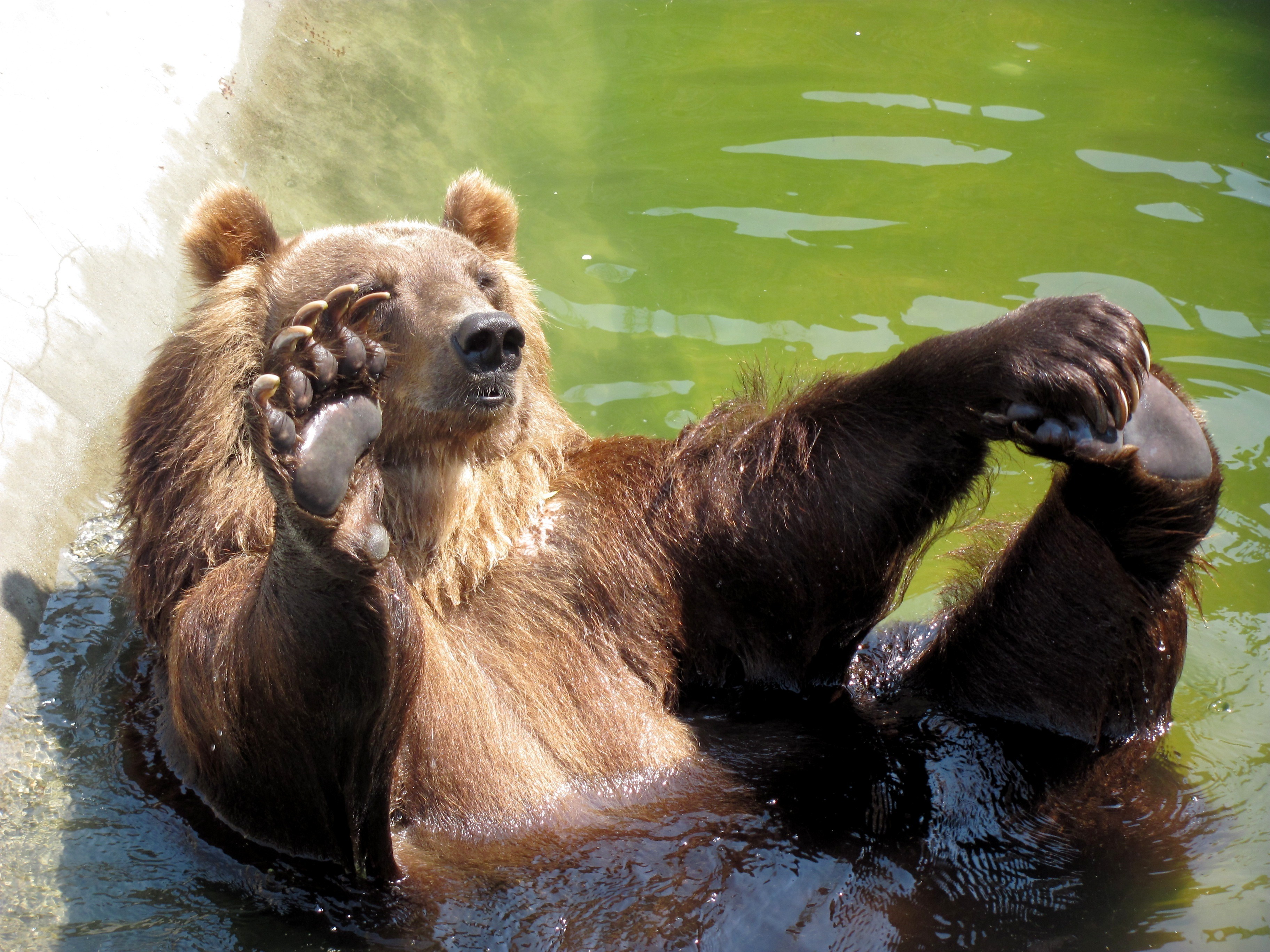 Доброе утро медведь картинки. Медведь. Забавный медведь. Привет медведь. Красивый медведь.