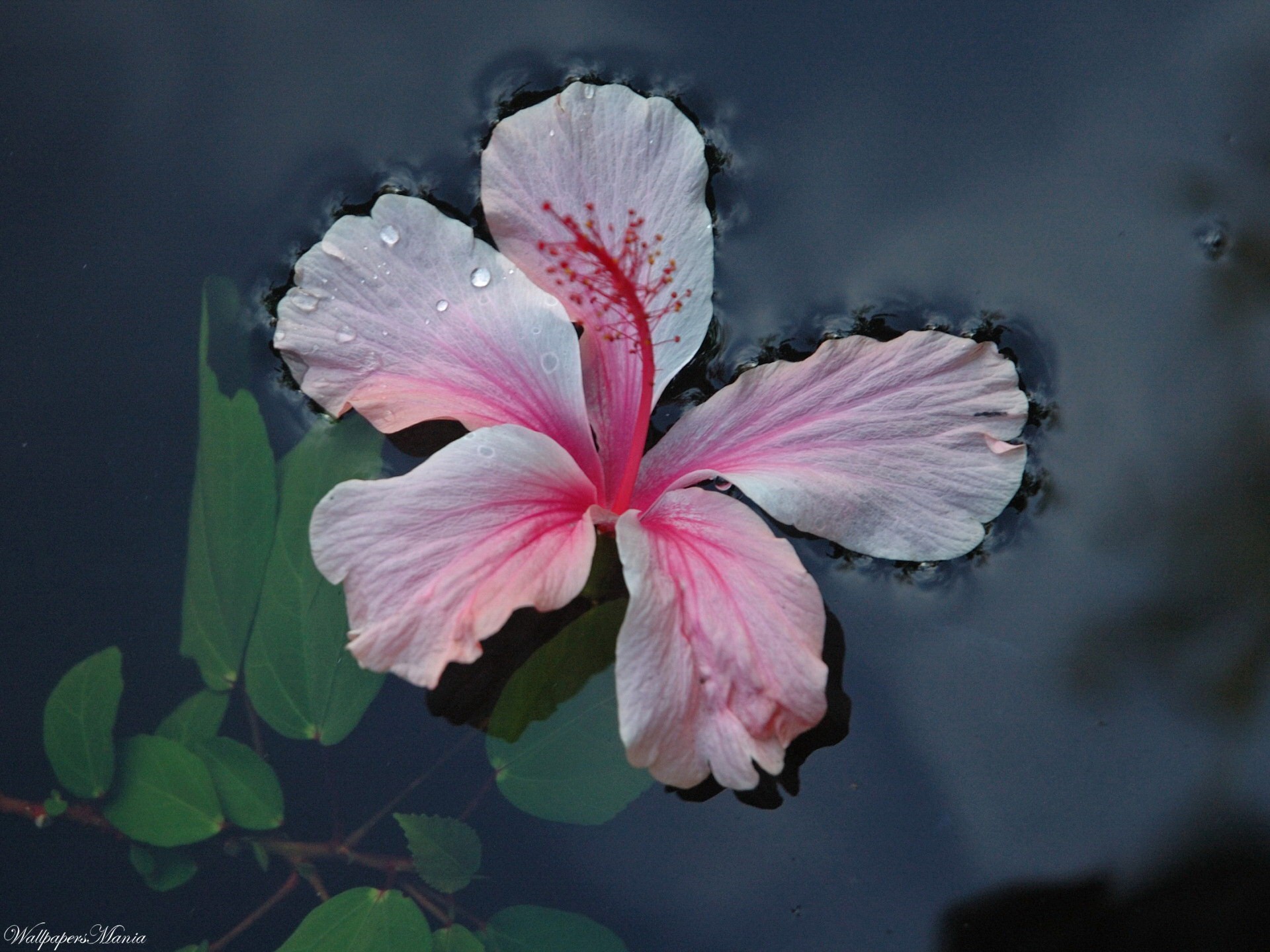 I water flowers. Красивые плавающие цветы. Цветы на воде. Розовые цветы вода. Цветы отражение в воде.