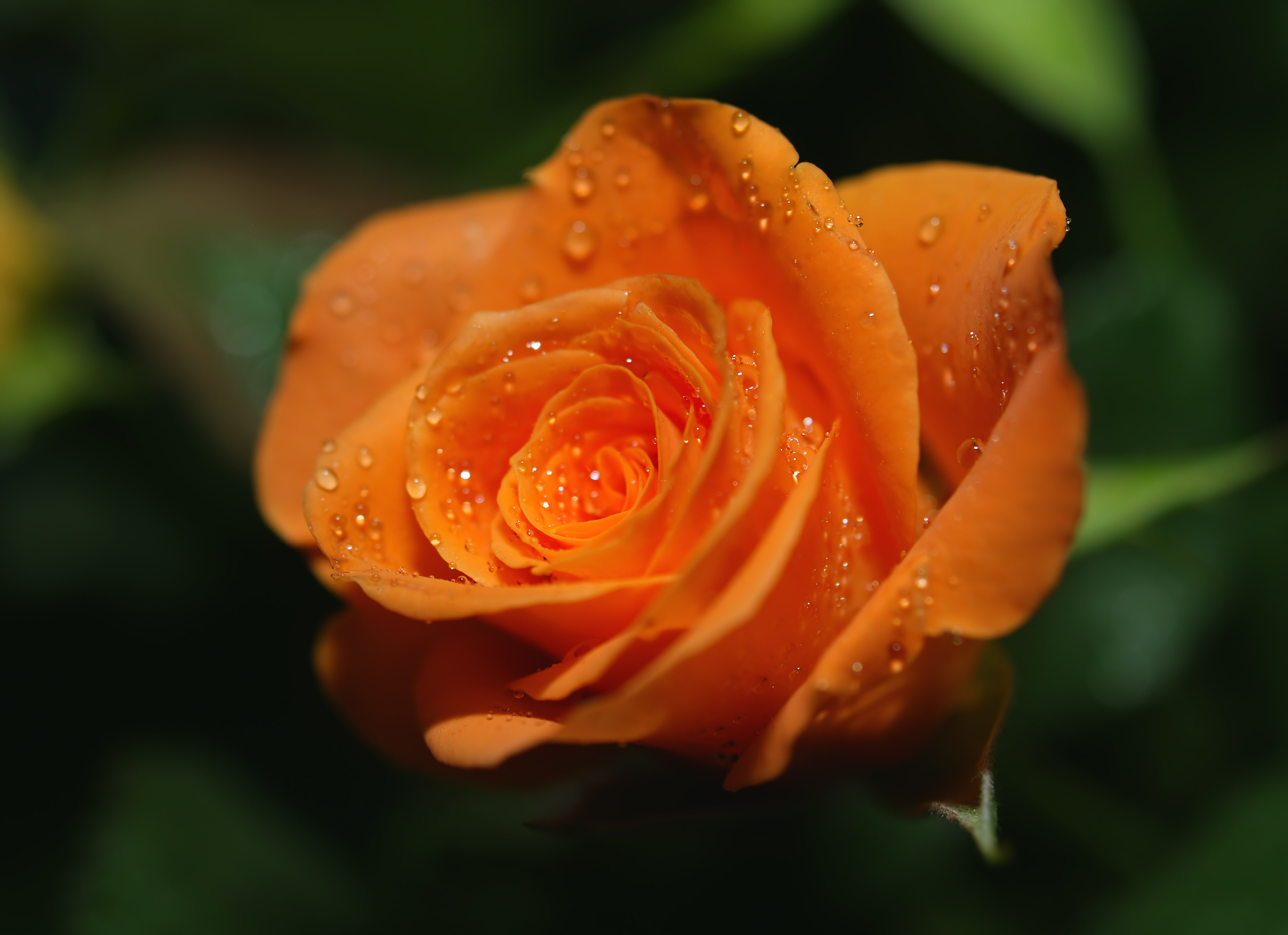 Картинки розы. Роза грандифлора оранжевая. Роза оранжевая мелкоцветковая. Красивые розы. Яркая оранжевая роза.
