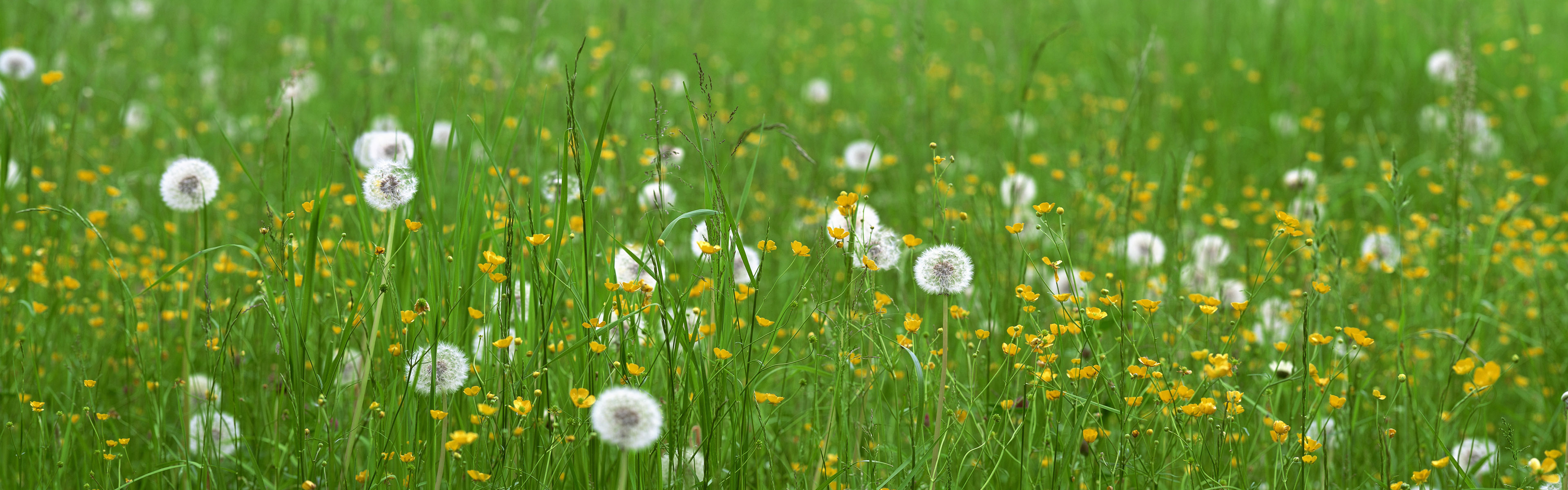 Обои цветы, трава, поле, одуванчики, flowers, grass, field, dandelions разрешение 3840x1200 Загрузить