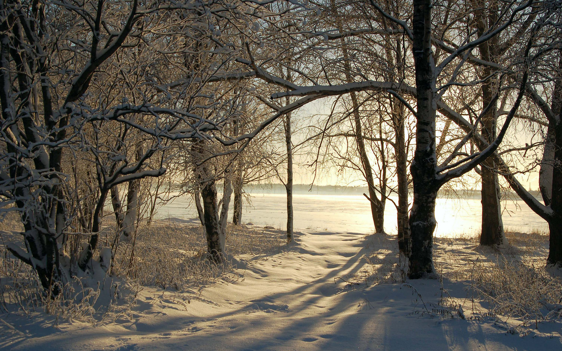 Обои деревья, снег, природа, зима, фото, зимние обои, trees, snow, nature, winter, photo, winter wallpaper разрешение 1920x1200 Загрузить