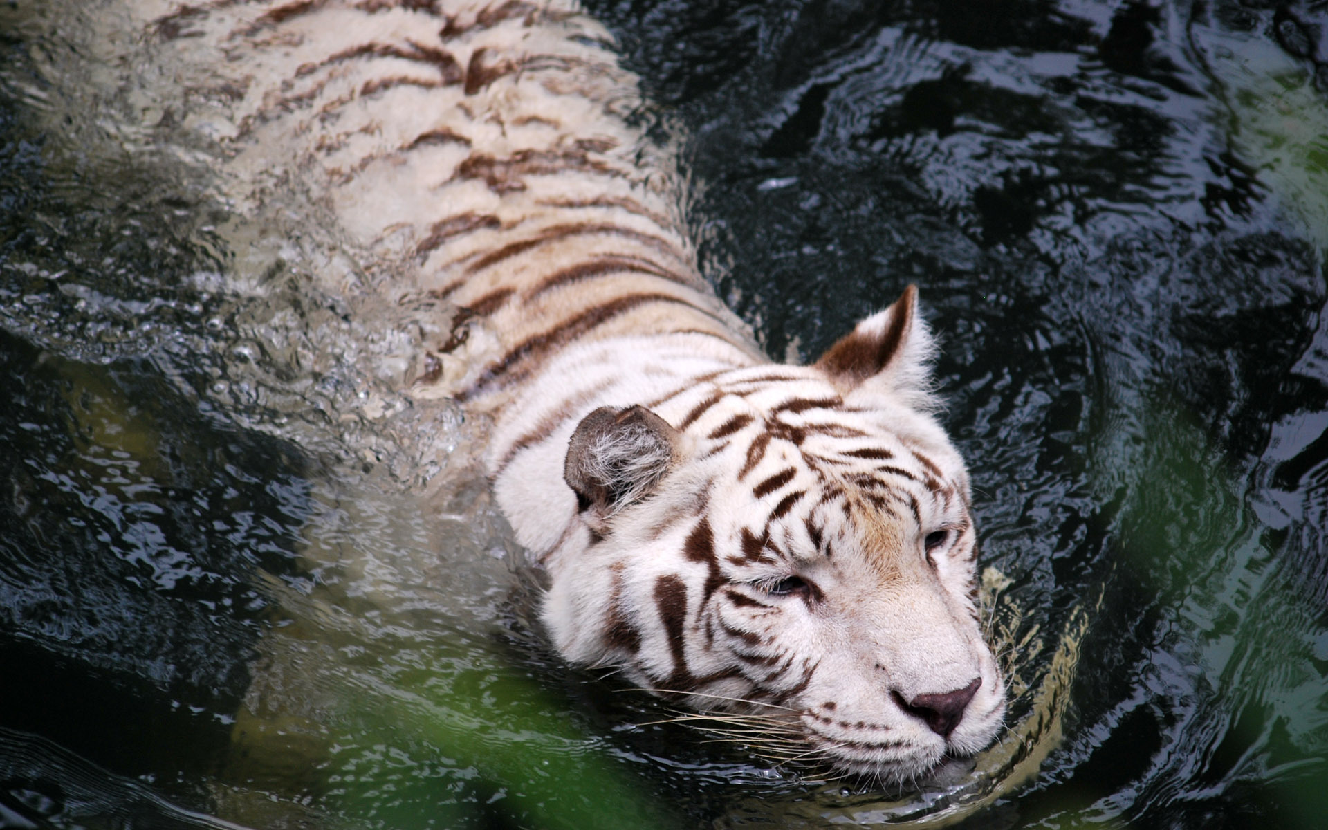 Красивые обои на телефон живые которые двигаются. Тигр альбинос. Белый тигр. Водный тигр. Тигр в воде.