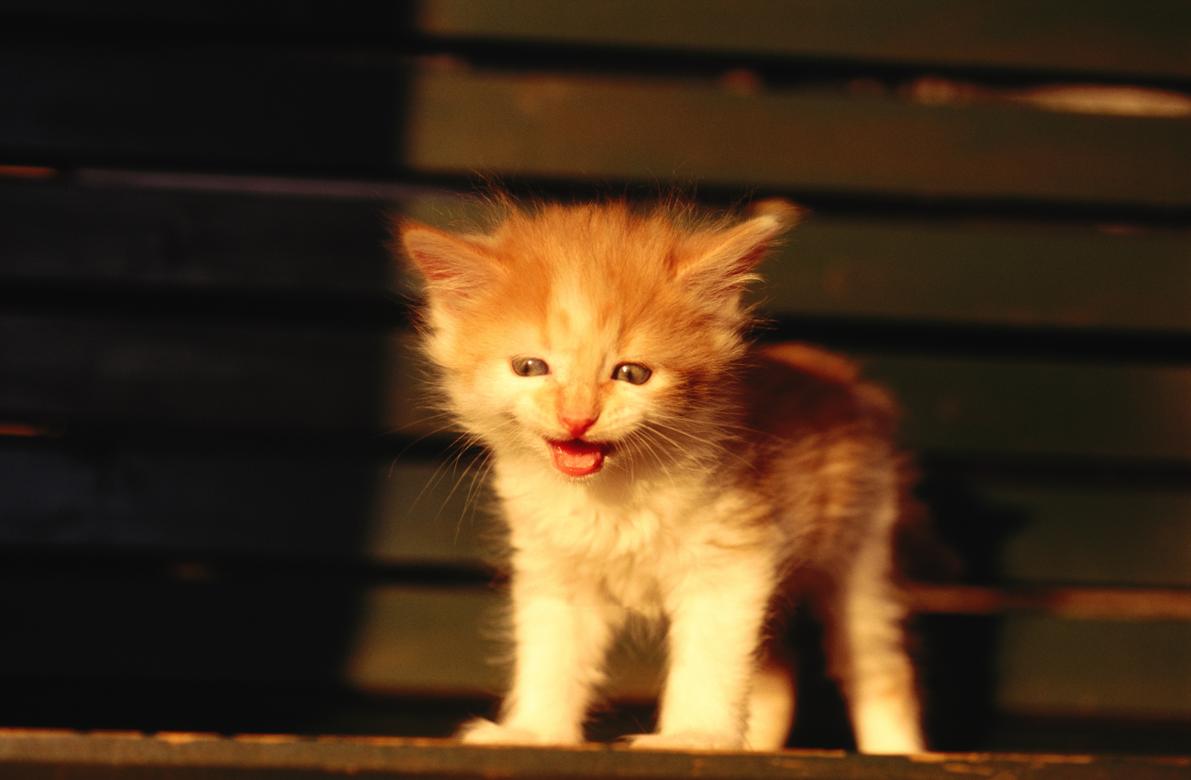 Обои котенок, рыжий, рыжий котенок, маукает, язычек, kitty, red, ginger kitten, market, reed разрешение 3850x2520 Загрузить