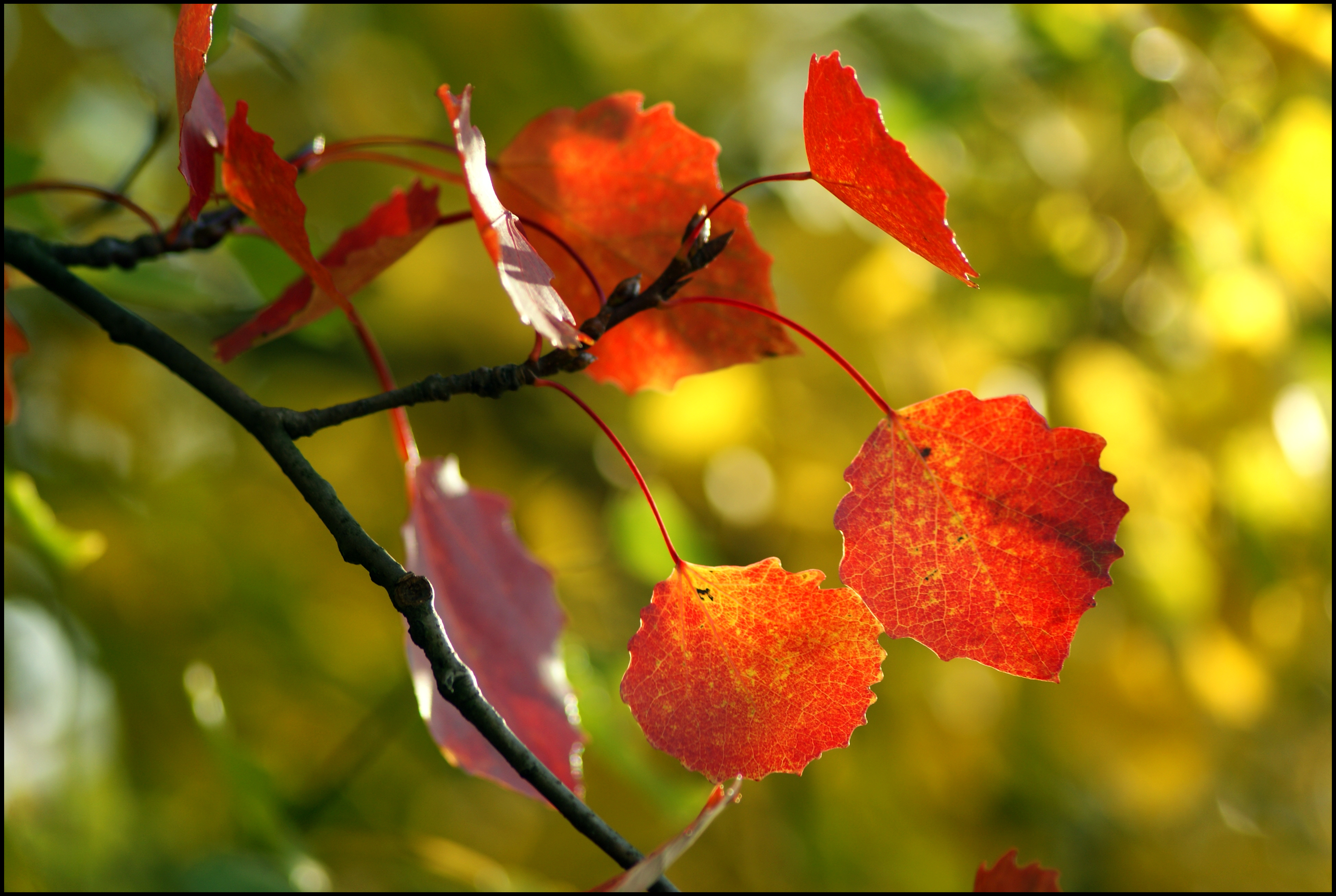 2 сентября осень. Осенние обои. Красивая осень. Красивые листья деревьев. Осенняя листва.