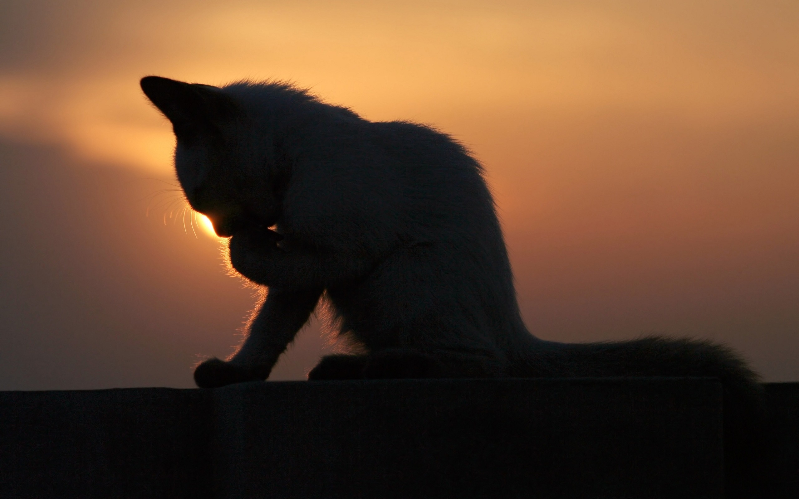 Обои закат, котенок, умывается, sunset, kitty, washes разрешение 2560x1600 Загрузить