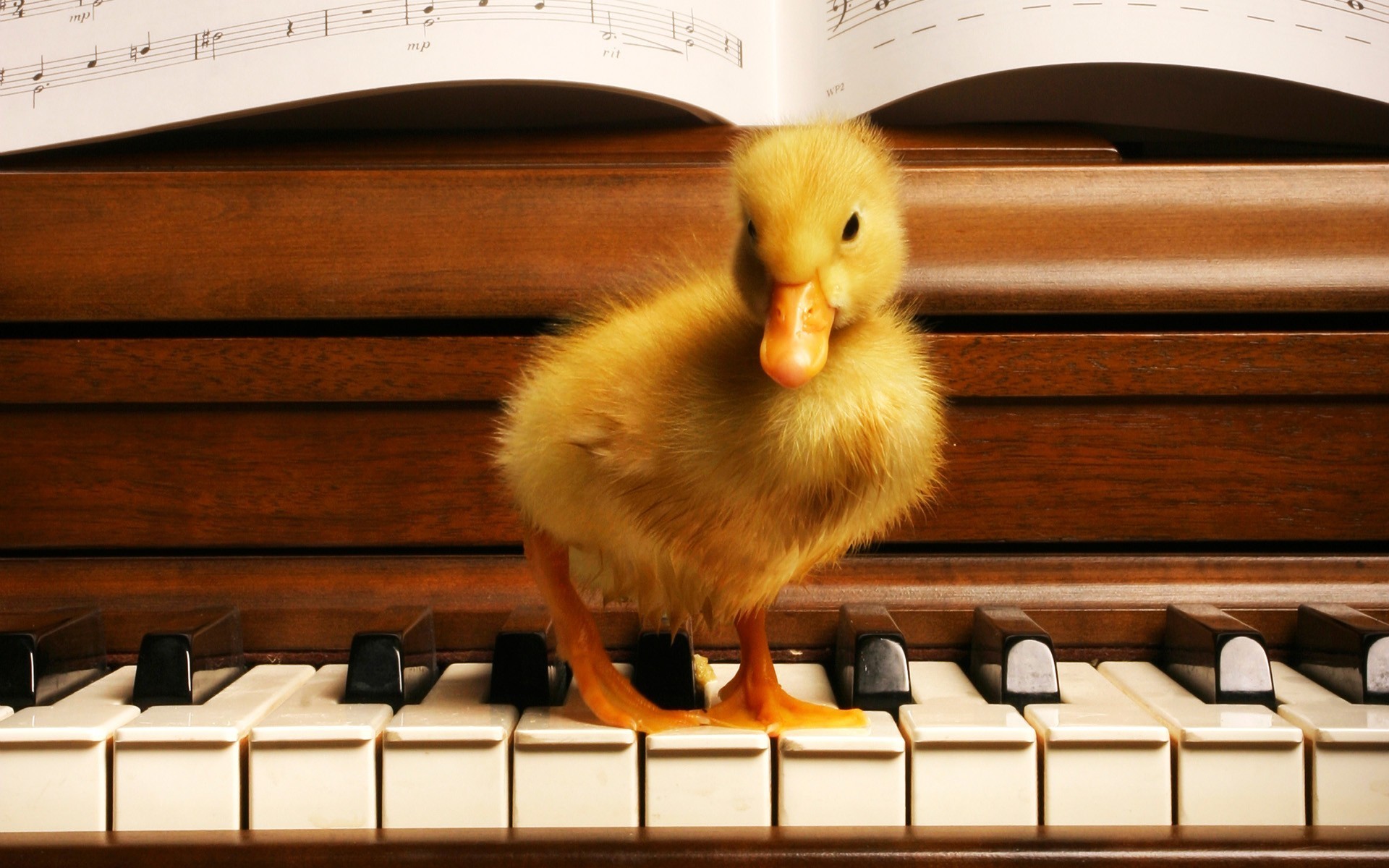 Песни у нас живет цыпленок. Поющие животные. Утенок. Уточка Живая. Животные и пианино.
