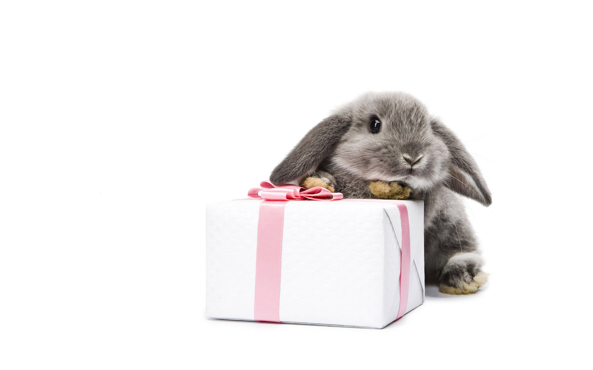 Год кролика хороший. Кролик с подарком. С днем рождения кролик. Кролик поздравляет с днем рождения. Год кролика.