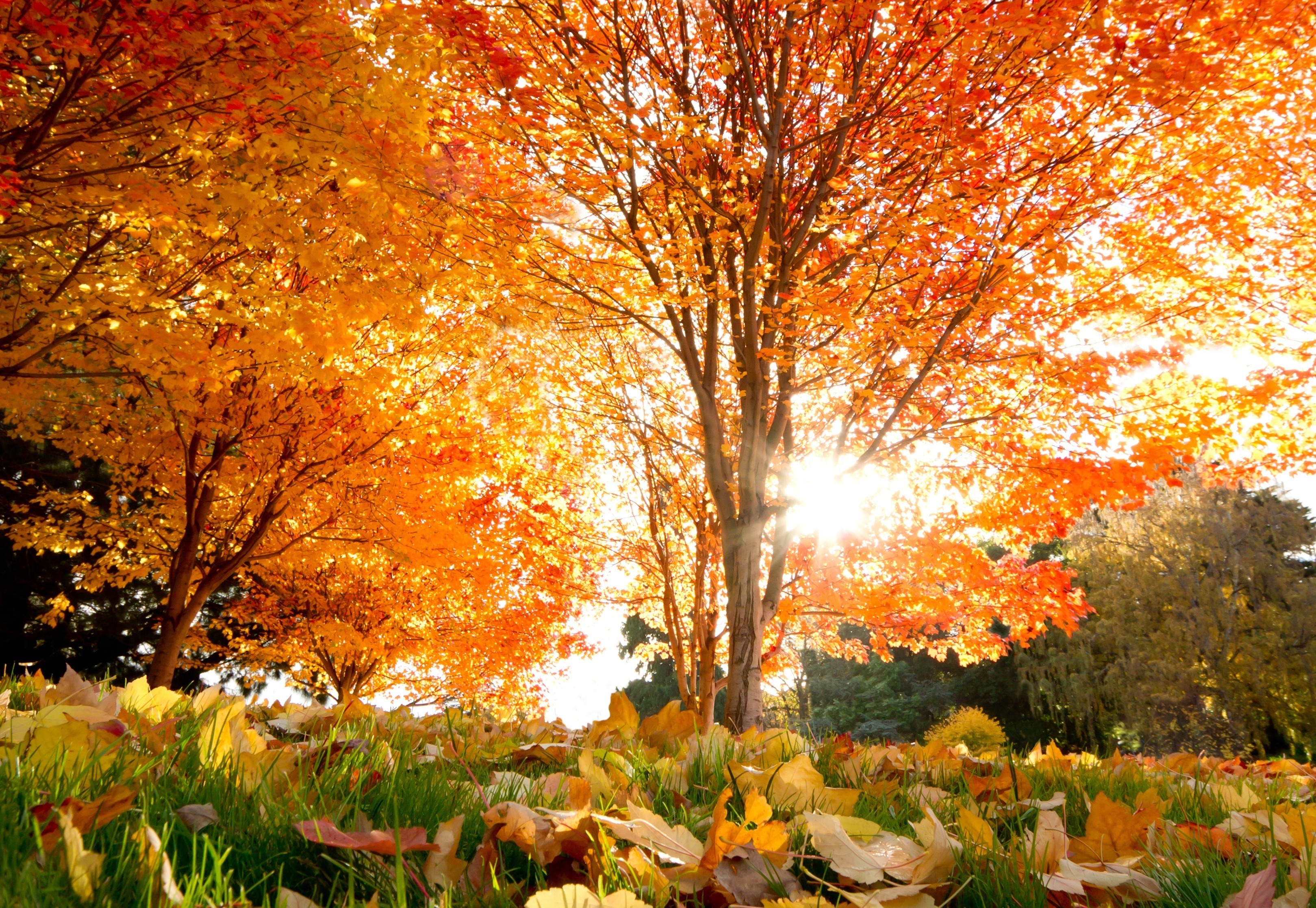 Сайты куз. Красивая осень. Природа осень. Золотая осень. Красота осени.