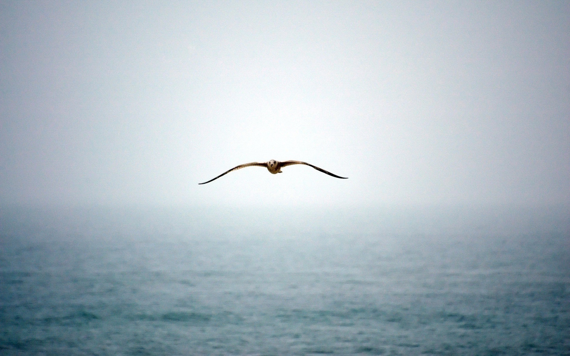 Обои вода, полет, туман, крылья, чайка, water, flight, fog, wings, seagull разрешение 1920x1200 Загрузить