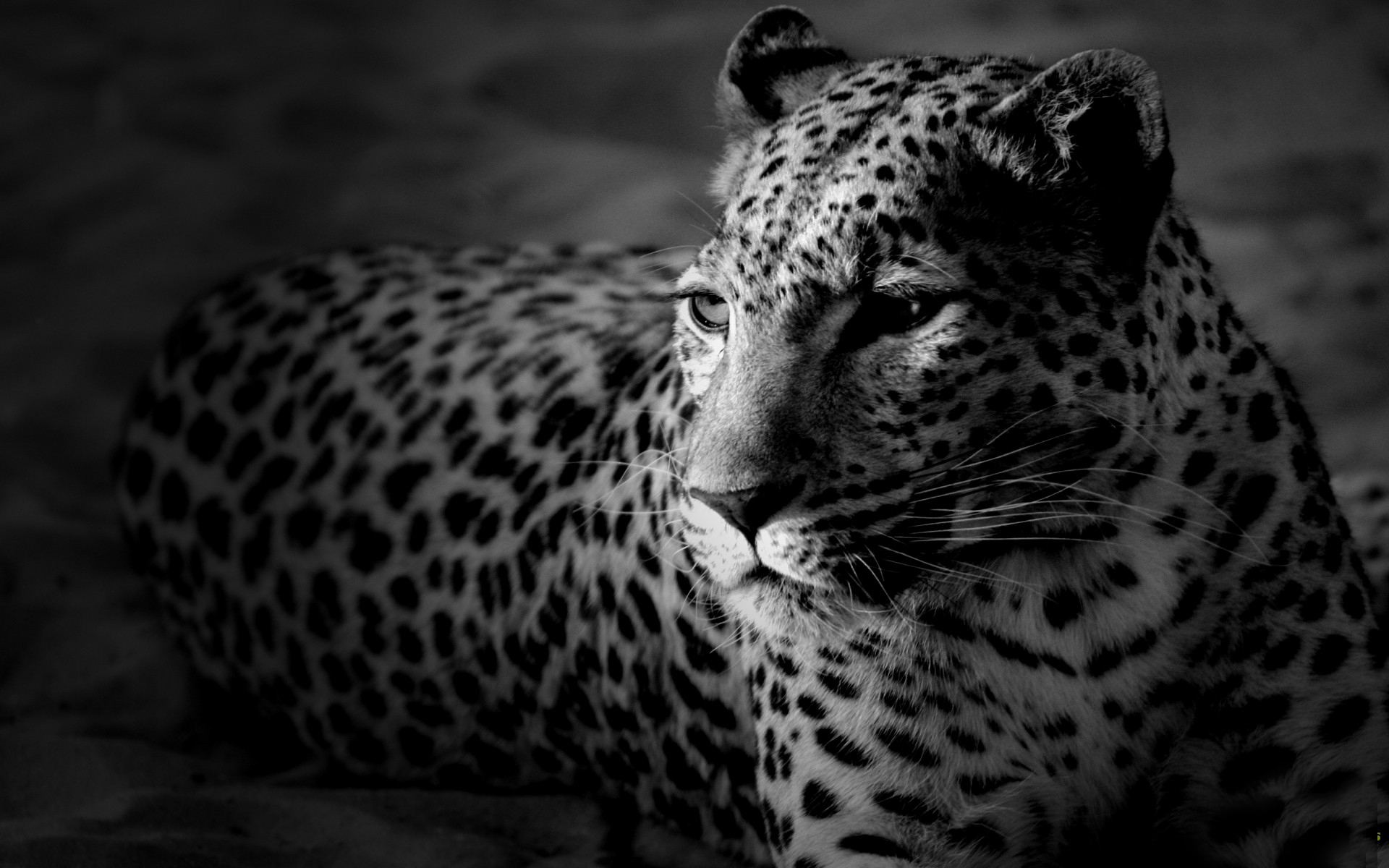 Обои морда, леопард, черно-белые обои, face, leopard, black and white wallpaper разрешение 1920x1200 Загрузить