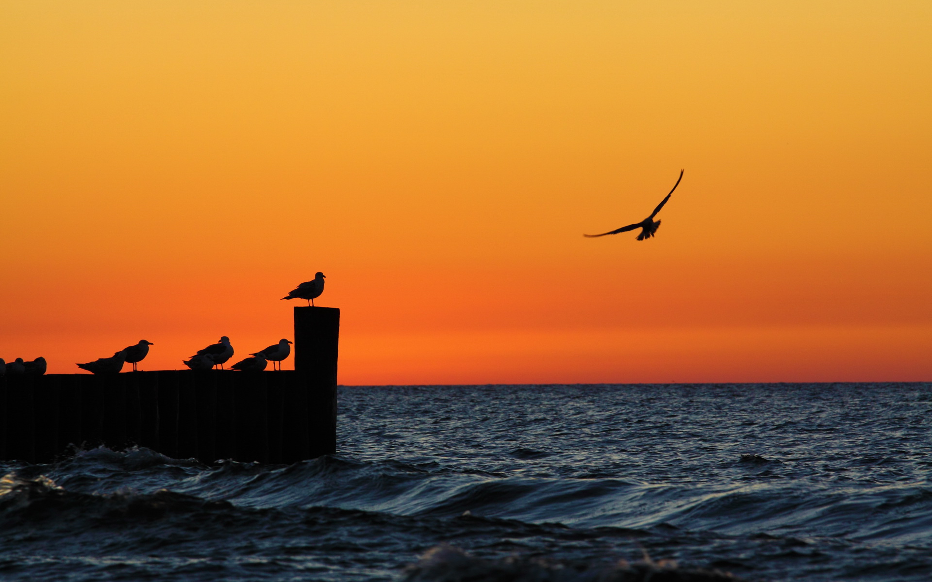 Обои вечер, закат, море, чайки, the evening, sunset, sea, seagulls разрешение 1920x1200 Загрузить