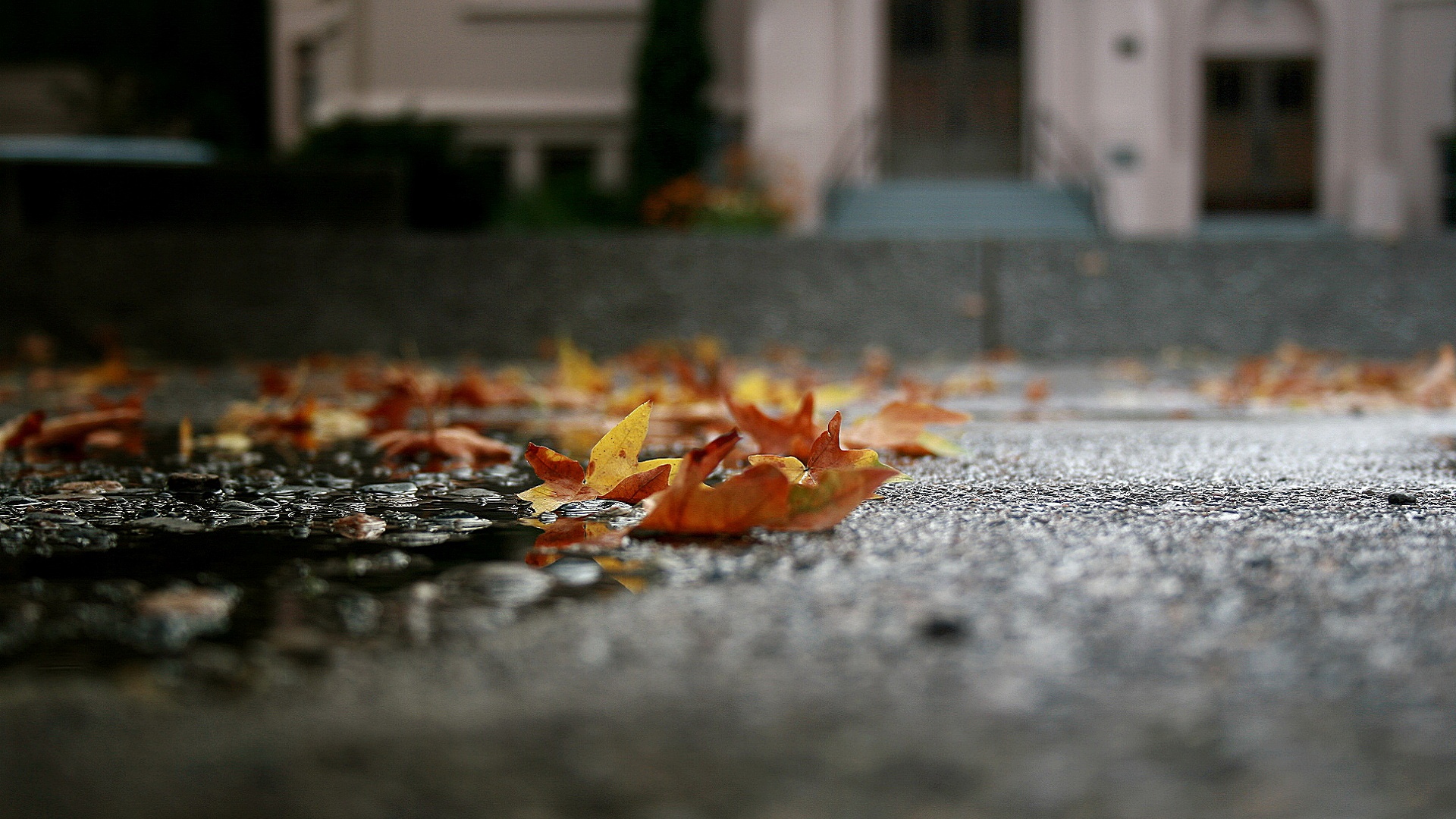 Обои листья, макро, осень, асфальт, лужа, leaves, macro, autumn, asphalt, puddle разрешение 1920x1080 Загрузить