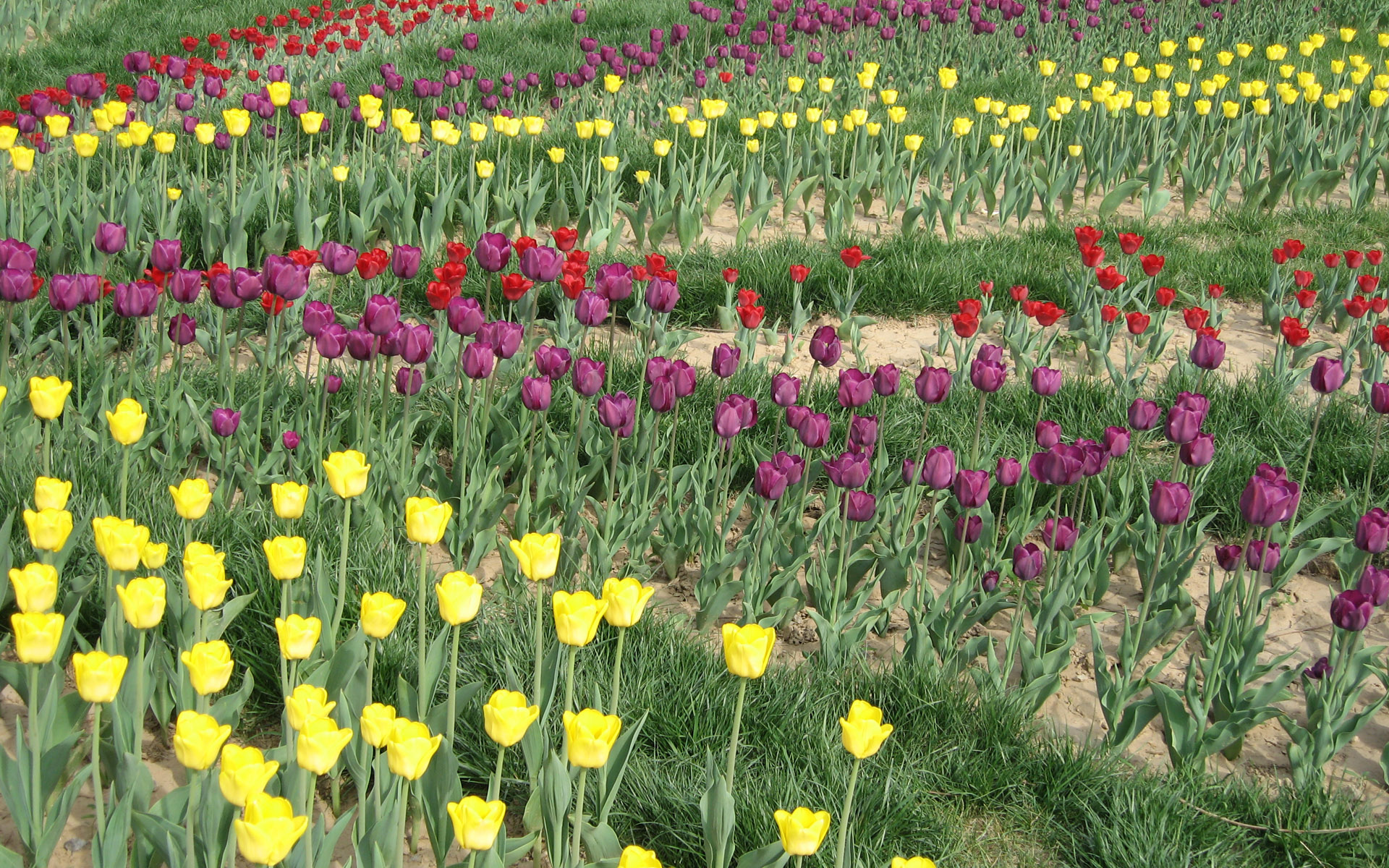 Обои цветы, тюльпаны, клумба, flowers, tulips, flowerbed разрешение 1920x1200 Загрузить