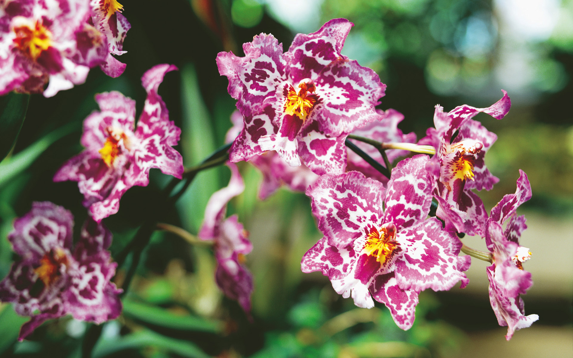 Обои орхидея, orchid разрешение 1920x1200 Загрузить
