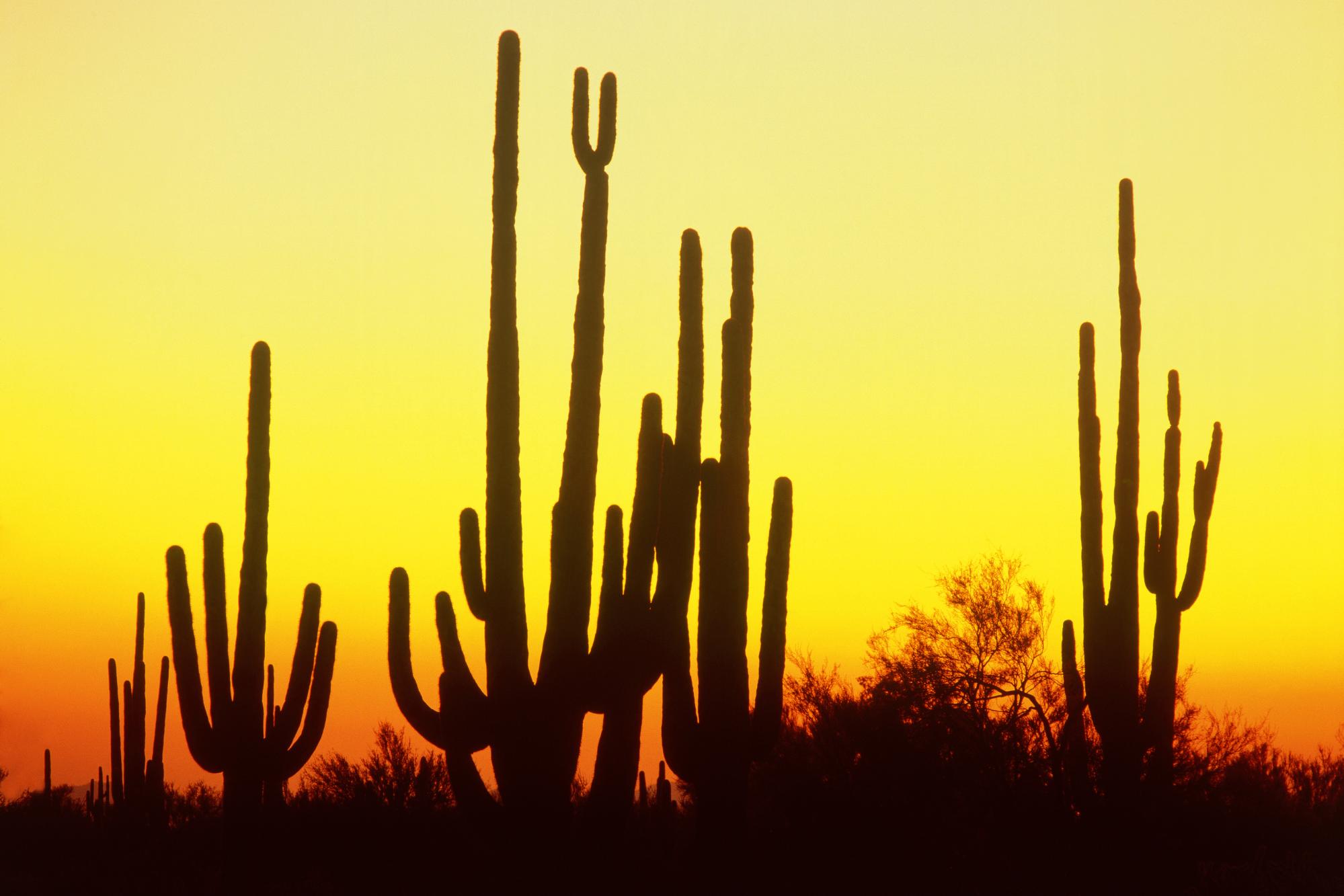 Обои закат, пустыня, колючки, кактус, sunset, desert, barb, cactus разрешение 1999x1333 Загрузить
