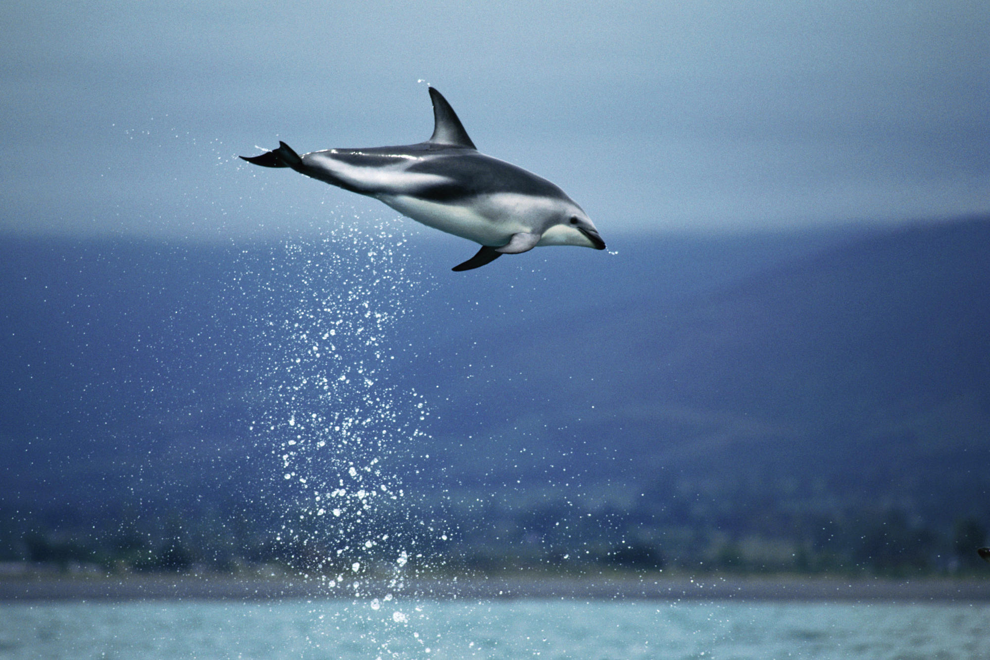 Обои небо, вода, море, прыжок, дельфин, подводный мир, the sky, water, sea, jump, dolphin, underwater world разрешение 2000x1333 Загрузить