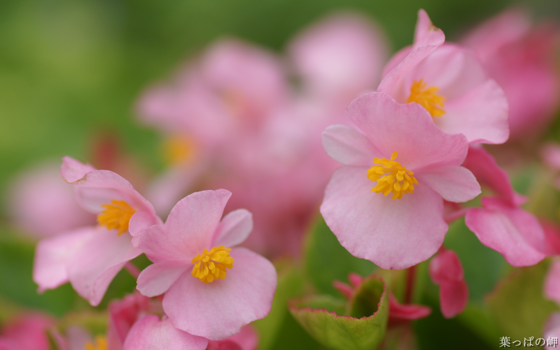 Обои цветы, розовые, бегония, flowers, pink, begonia разрешение 1920x1200 Загрузить