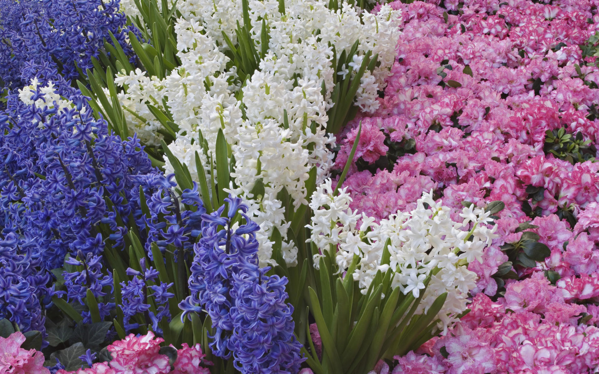 Обои цветы, весна, гиацинты, flowers, spring, hyacinths разрешение 1920x1200 Загрузить