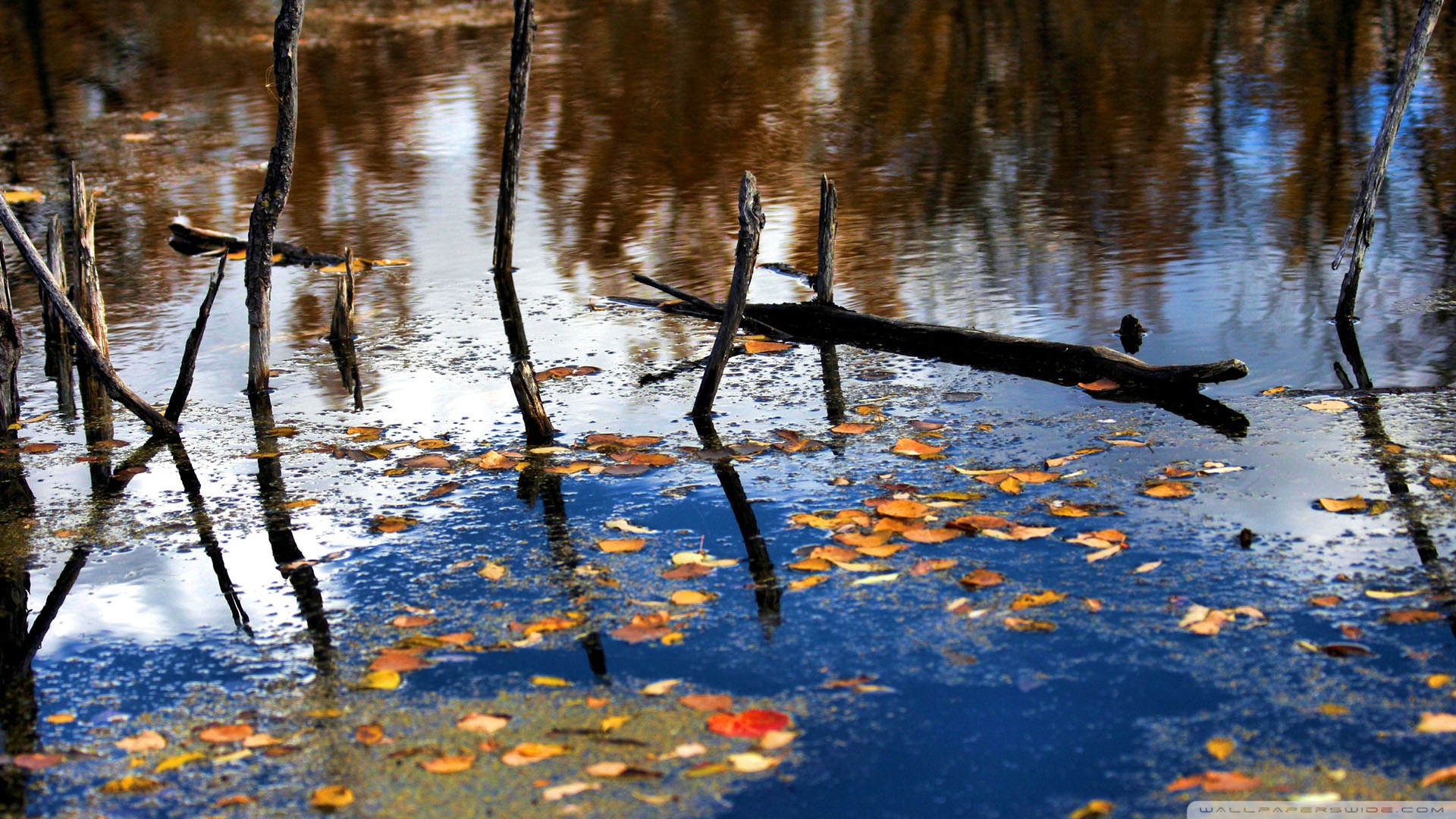 Обои река, природа, лес, листья, отражение, ветки, осень, river, nature, forest, leaves, reflection, branches, autumn разрешение 1920x1080 Загрузить