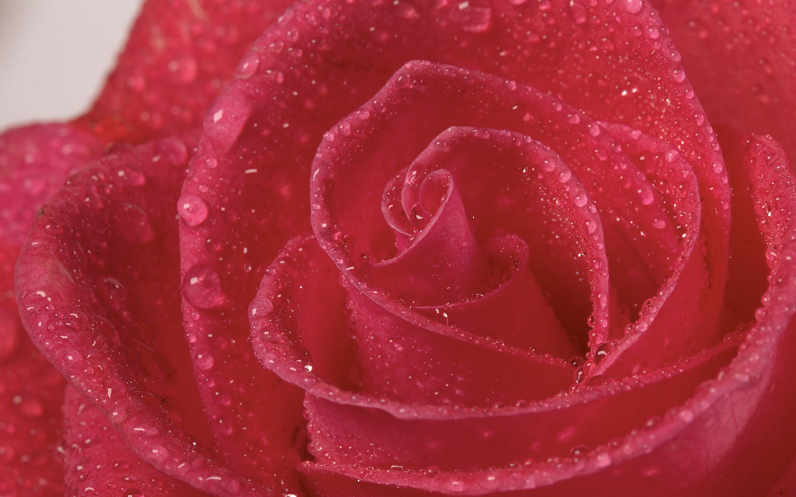 Обои цветок, роса, капли, роза, лепестки, крупным планом, flower, rosa, drops, rose, petals, closeup разрешение 2560x1600 Загрузить