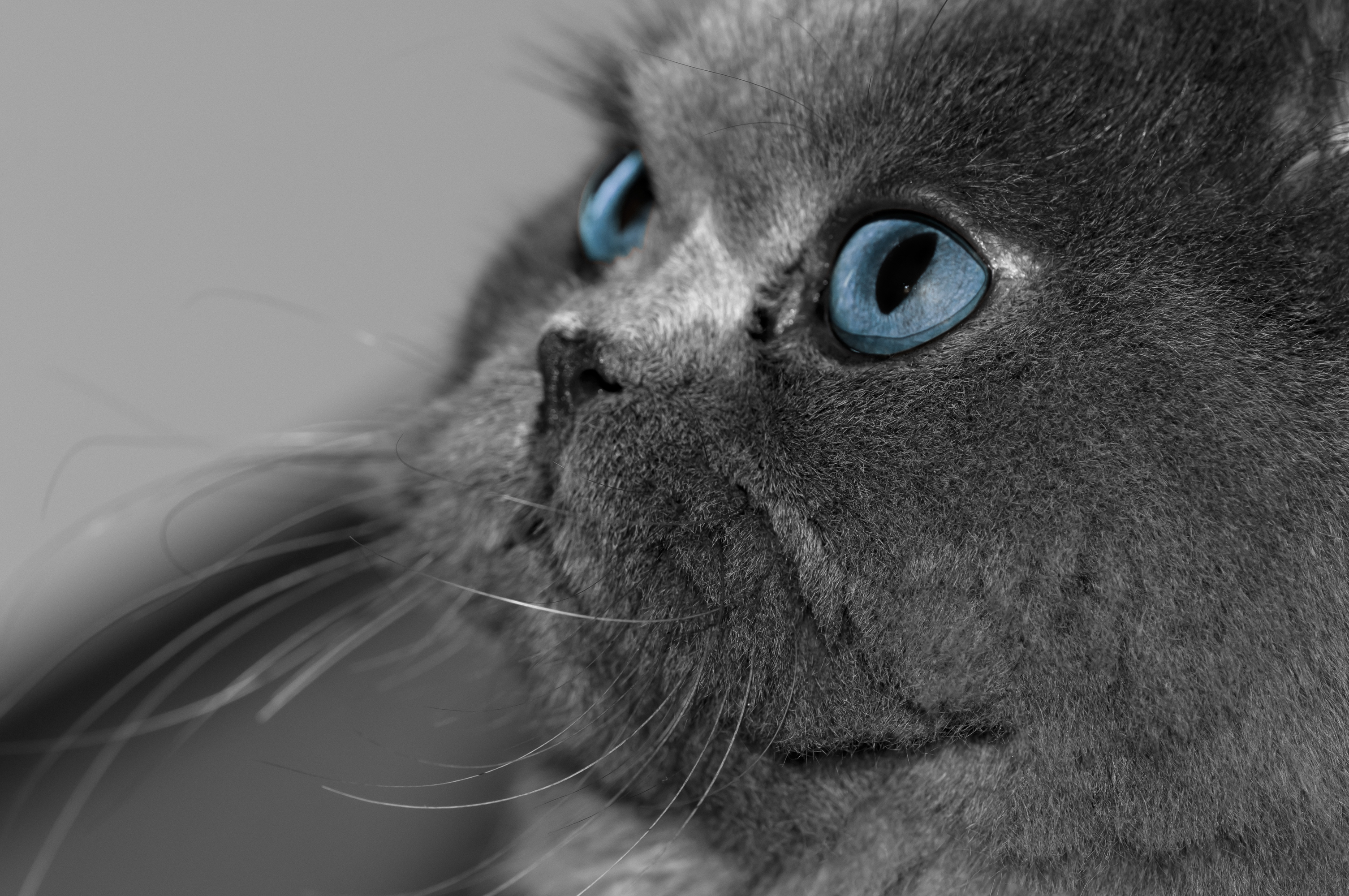 Картинки на рабочий экран. Серый кот с голубыми глазами. Британец кот с голубыми глазами. Серые коты с голубыми глазами. Обои на рабочий стол коты.