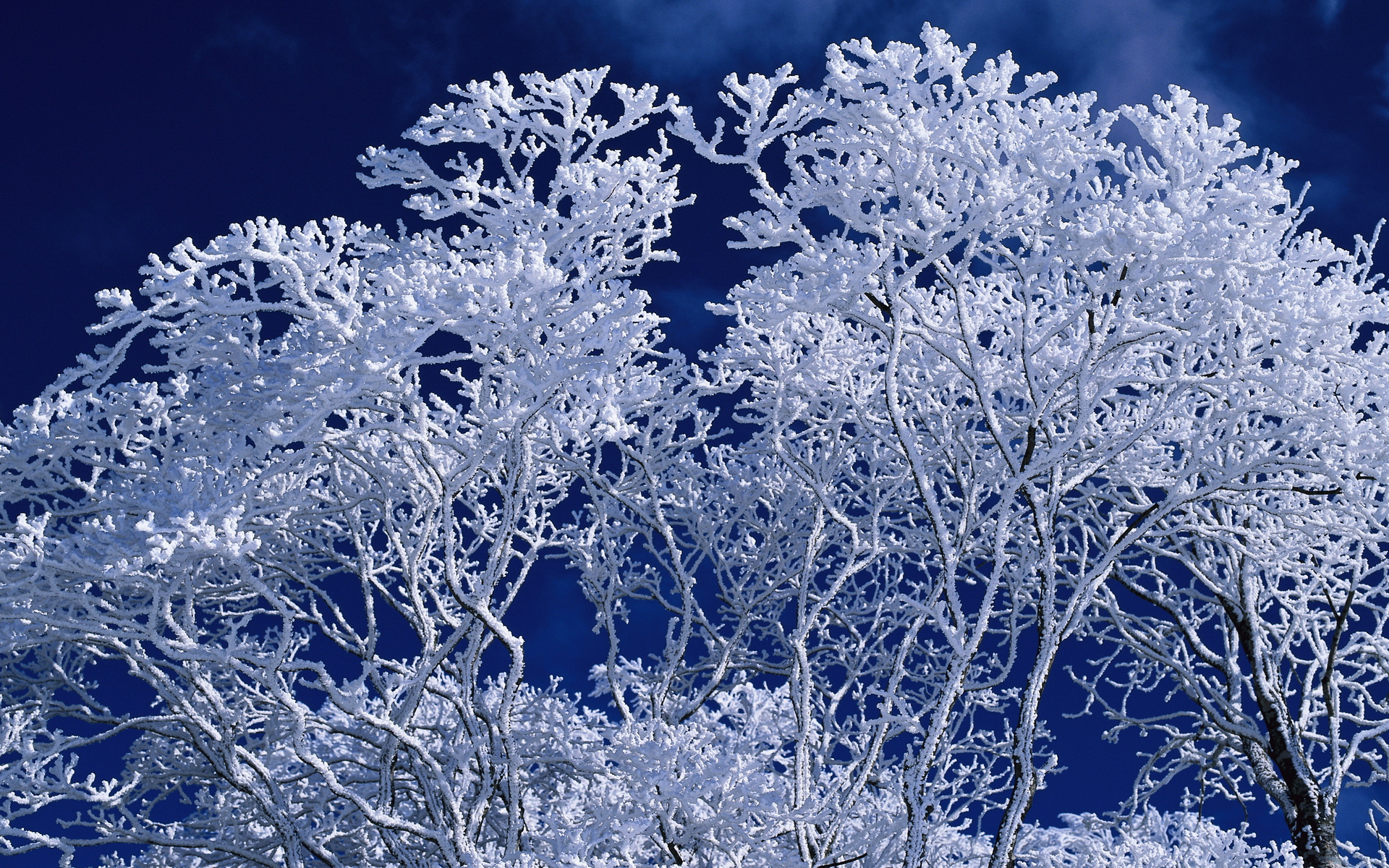 Обои небо, дерево, зима, ветки, иней, синий фон, the sky, tree, winter, branches, frost, blue background разрешение 1920x1200 Загрузить