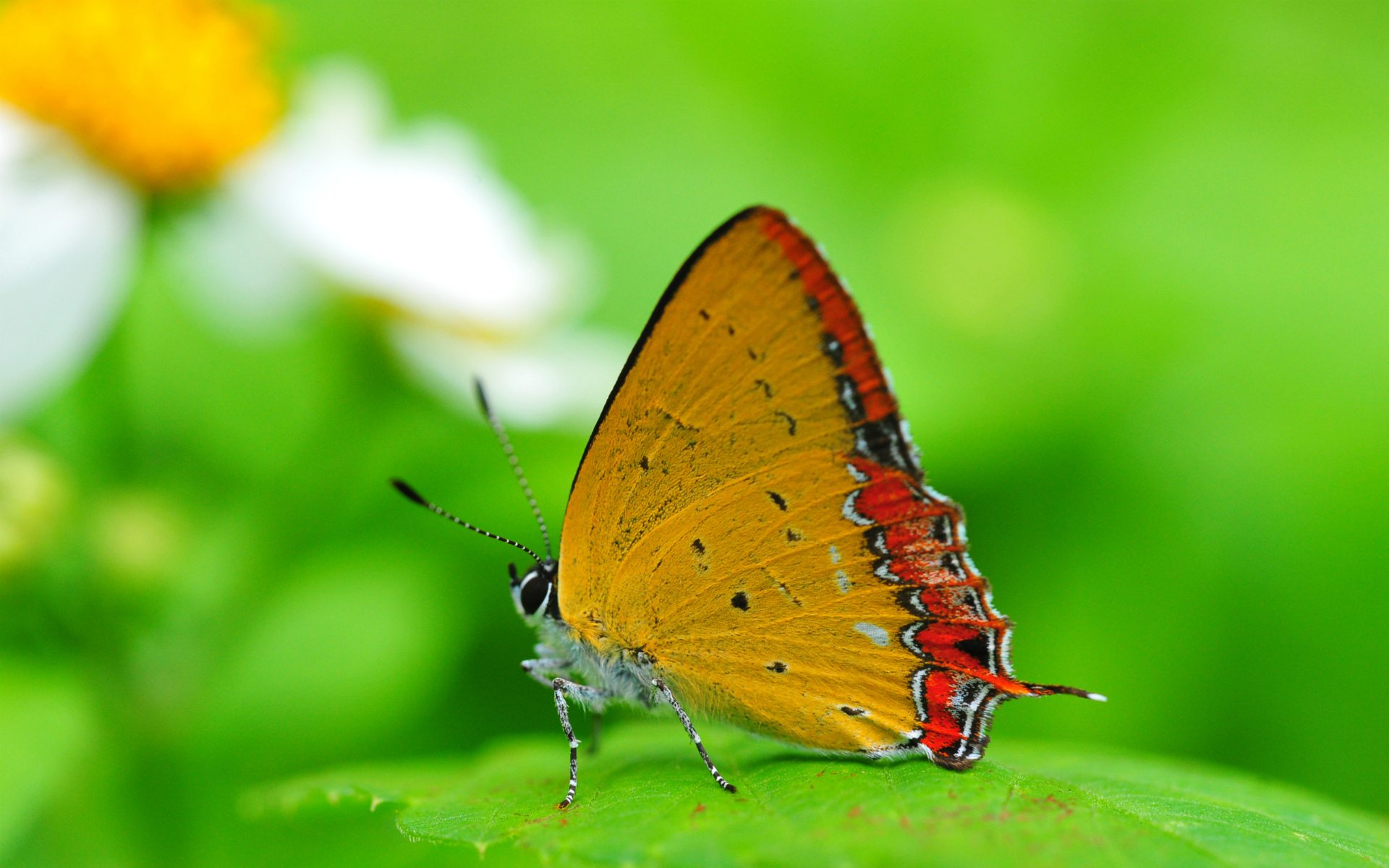 Обои природа, насекомое, бабочка, крылья, лист, nature, insect, butterfly, wings, sheet разрешение 1920x1200 Загрузить