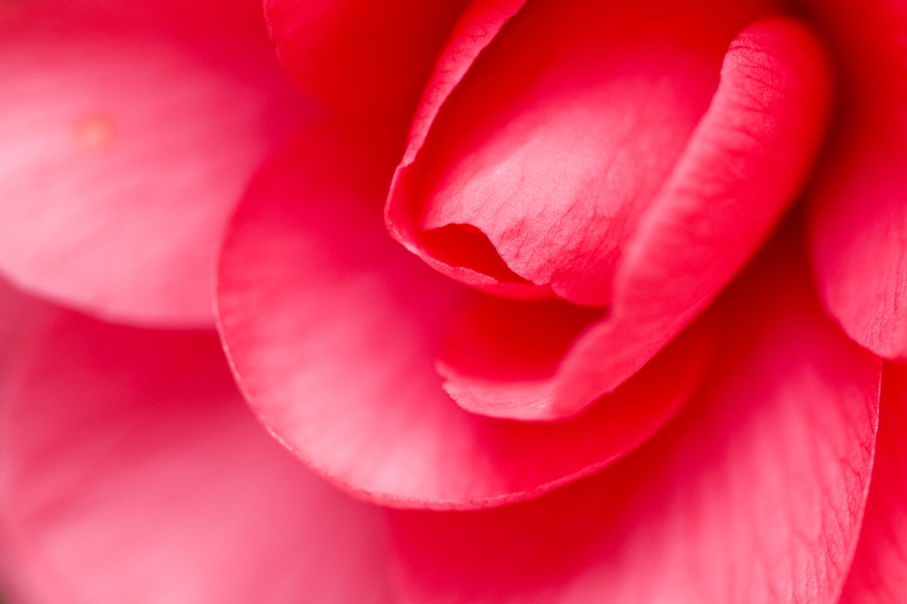 Обои цветок, роза, лепестки, крупным планом, flower, rose, petals, closeup разрешение 3000x2000 Загрузить