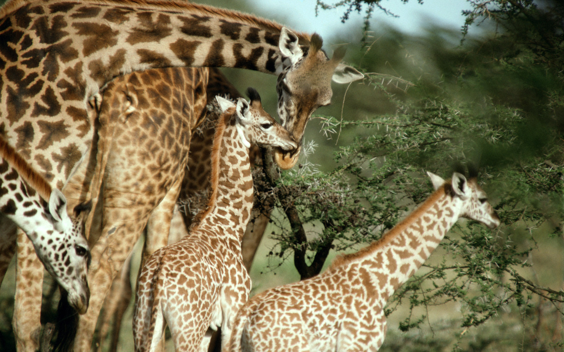 Обои природа, пятна, жираф, жирафы, шея, nature, spot, giraffe, giraffes, neck разрешение 1920x1200 Загрузить
