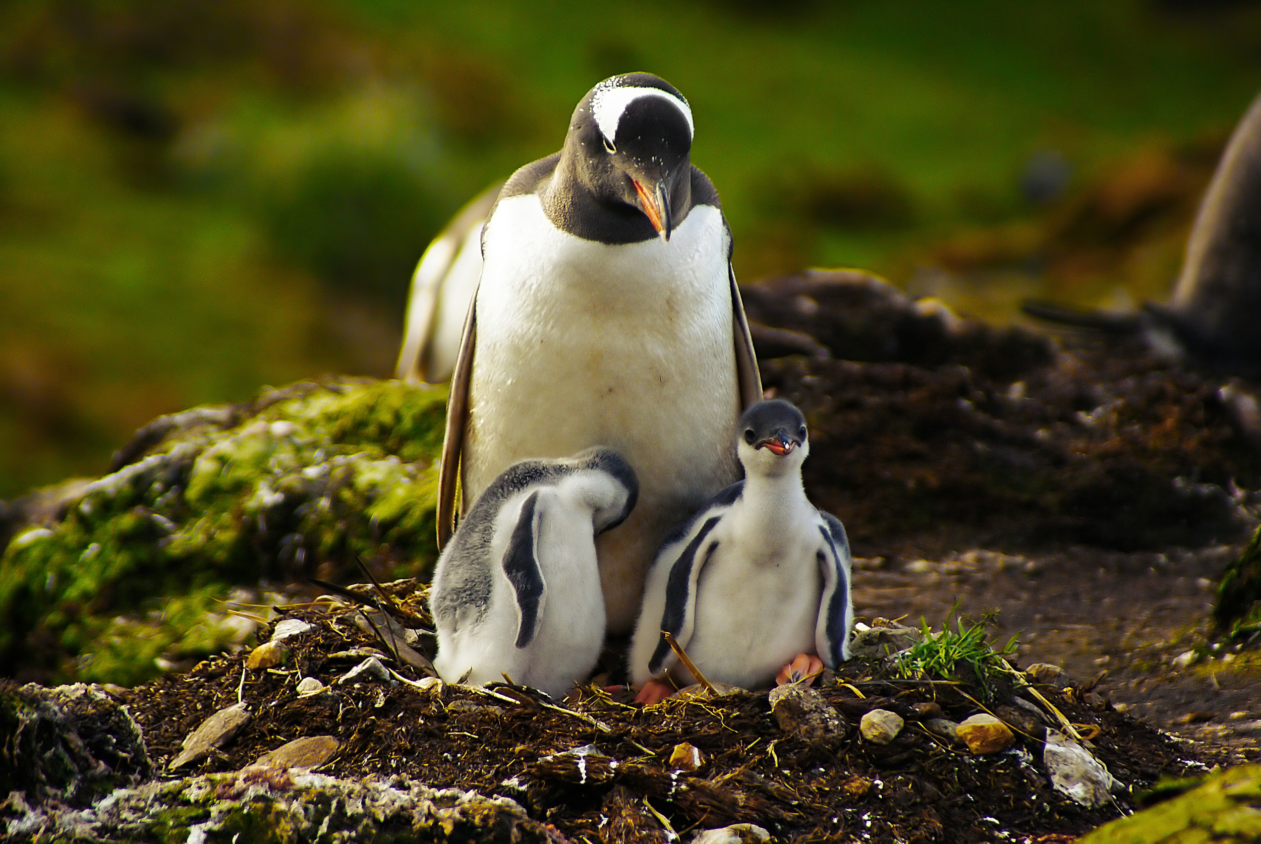 Пингвины в дикой природе. Пингвины. Пингвин птица. Пингвины в природе. Пингвин картинка.