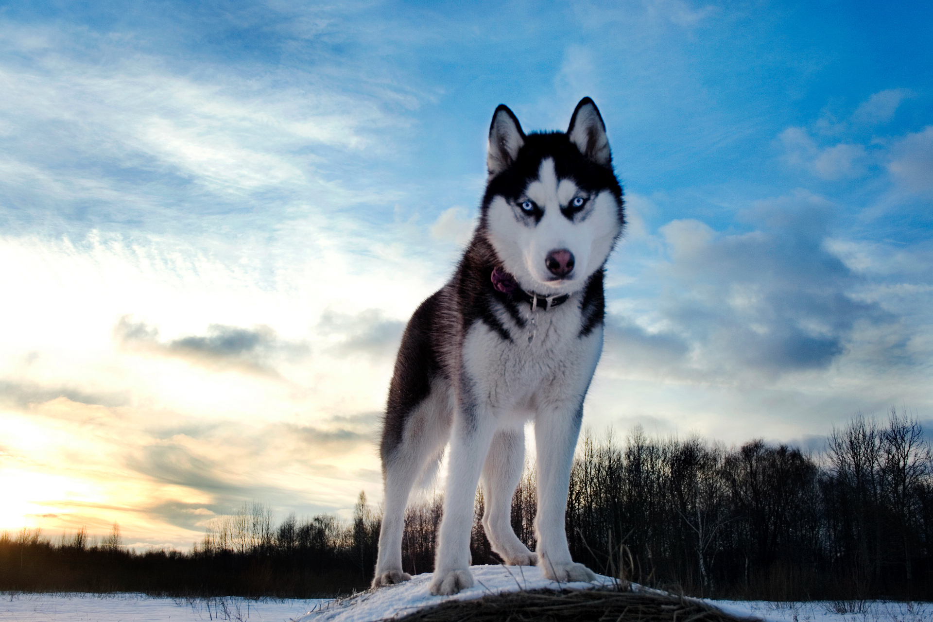 Обои небо, зима, собака, хаски, the sky, winter, dog, husky разрешение 1920x1280 Загрузить