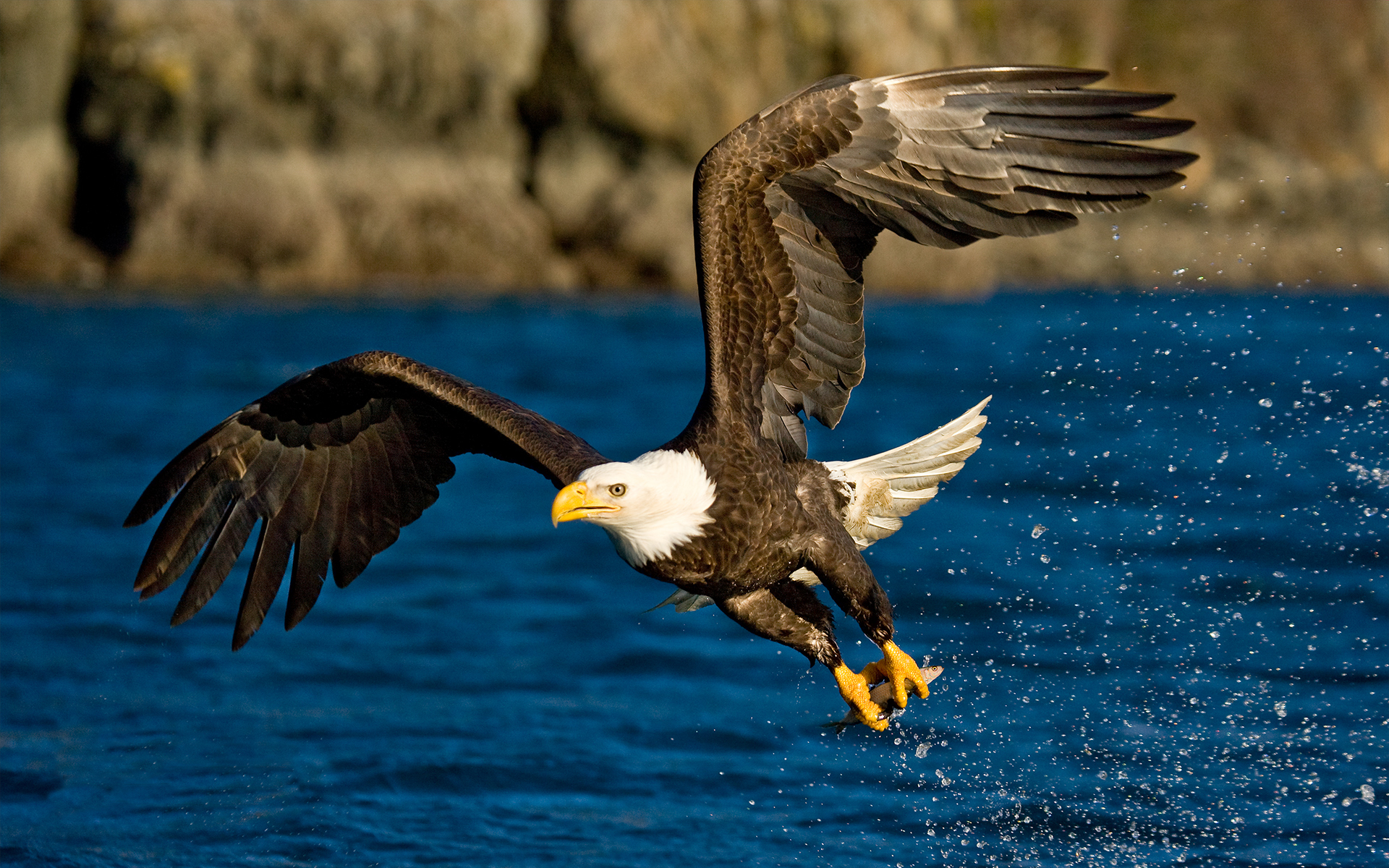 Обои вода, полет, крылья, брызги, орел, птица, water, flight, wings, squirt, eagle, bird разрешение 1920x1200 Загрузить