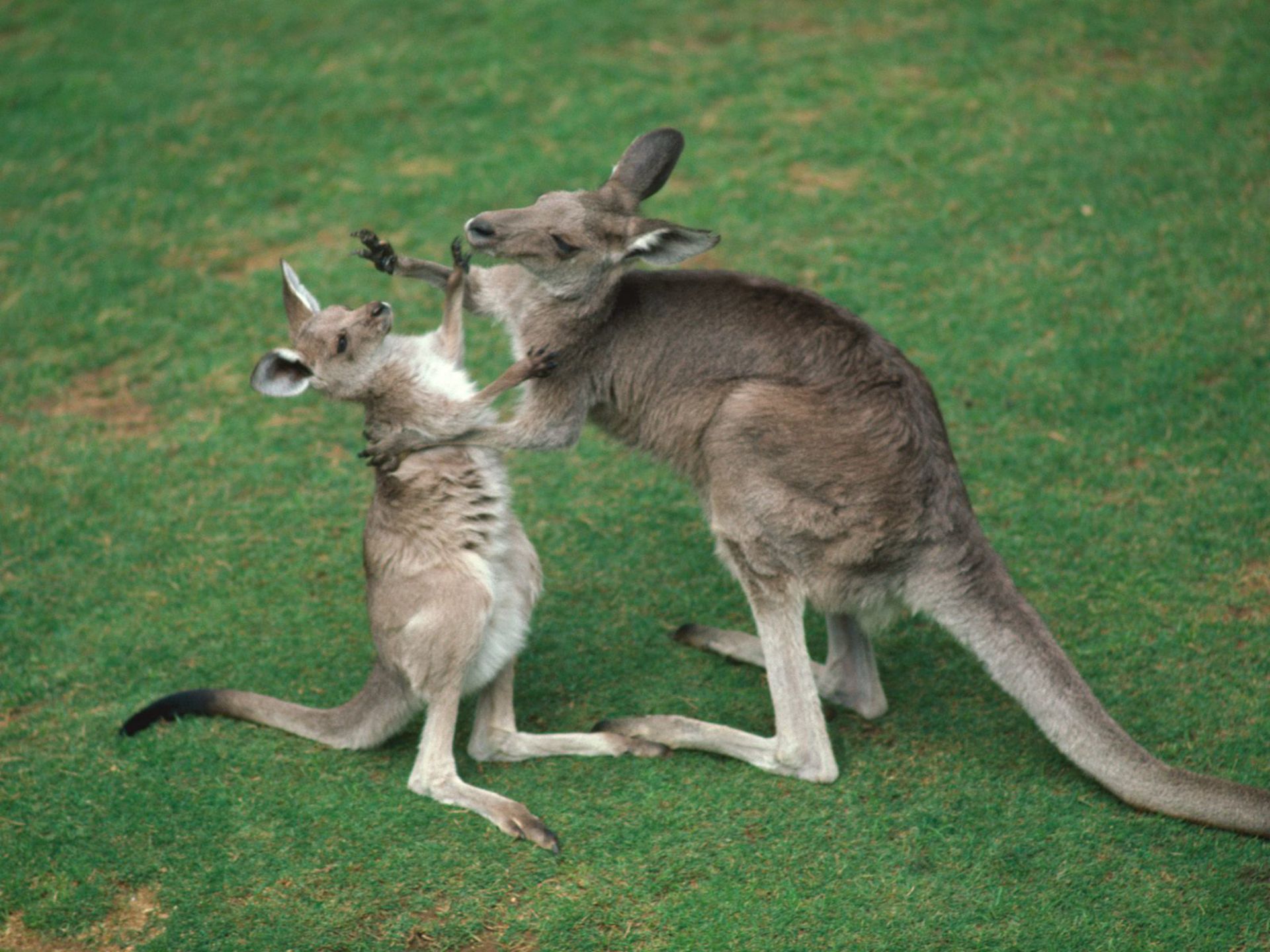Кенгуру архив. Сумчатые кенгуру. Сумчатые звери кенгуру. Кенгуру в Австралии. Кенгуру животное Австралии.