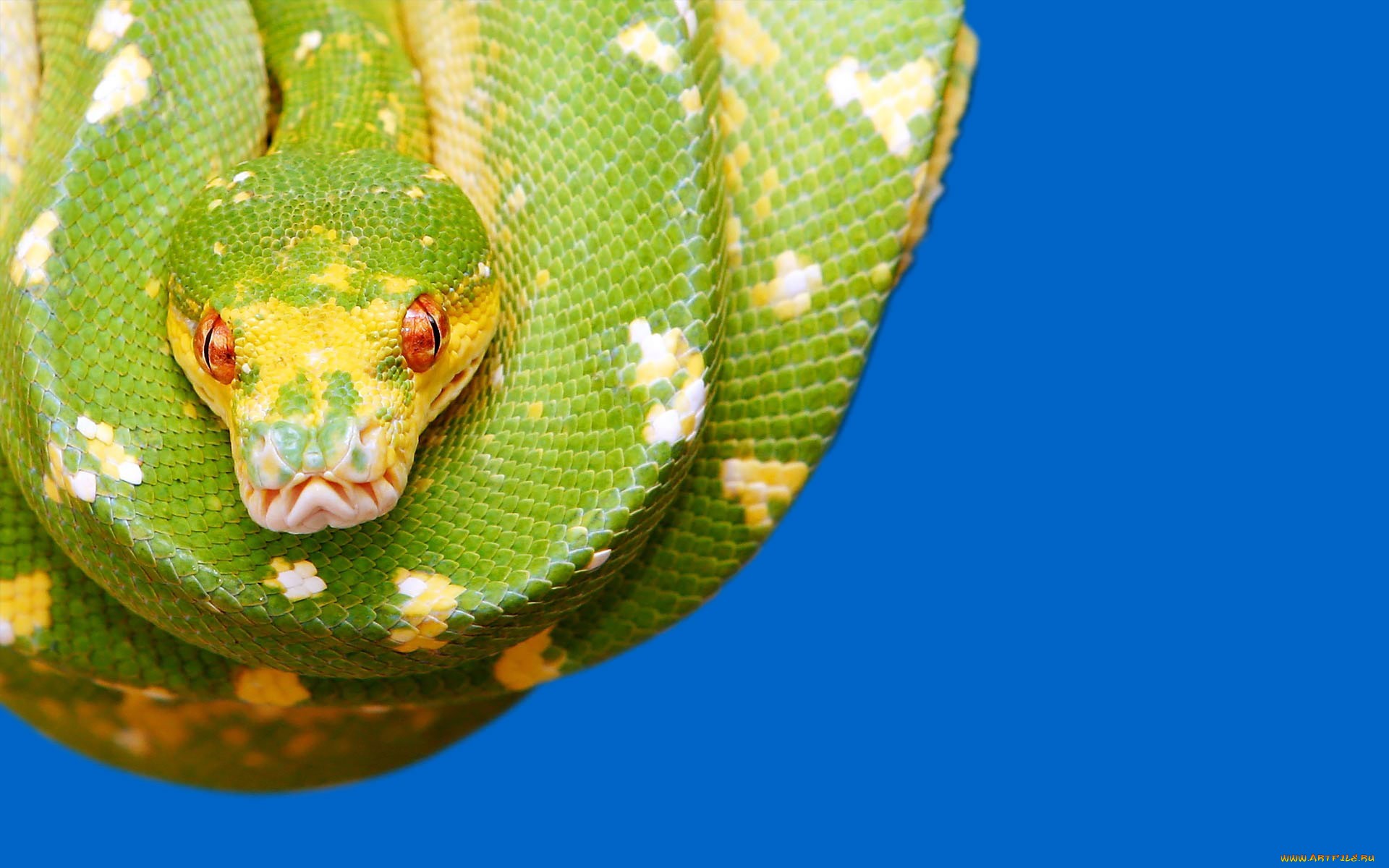 Обои глаза, красные, змея, зеленая, синий фон, рептилия, eyes, red, snake, green, blue background, reptile разрешение 1920x1200 Загрузить