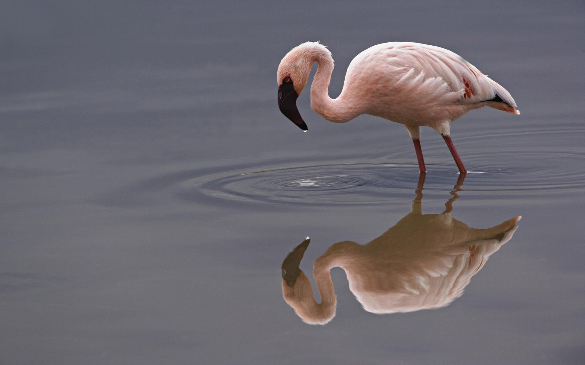 Обои вода, отражение, фламинго, птица, клюв, шея, flamingos, water, reflection, flamingo, bird, beak, neck разрешение 1920x1200 Загрузить