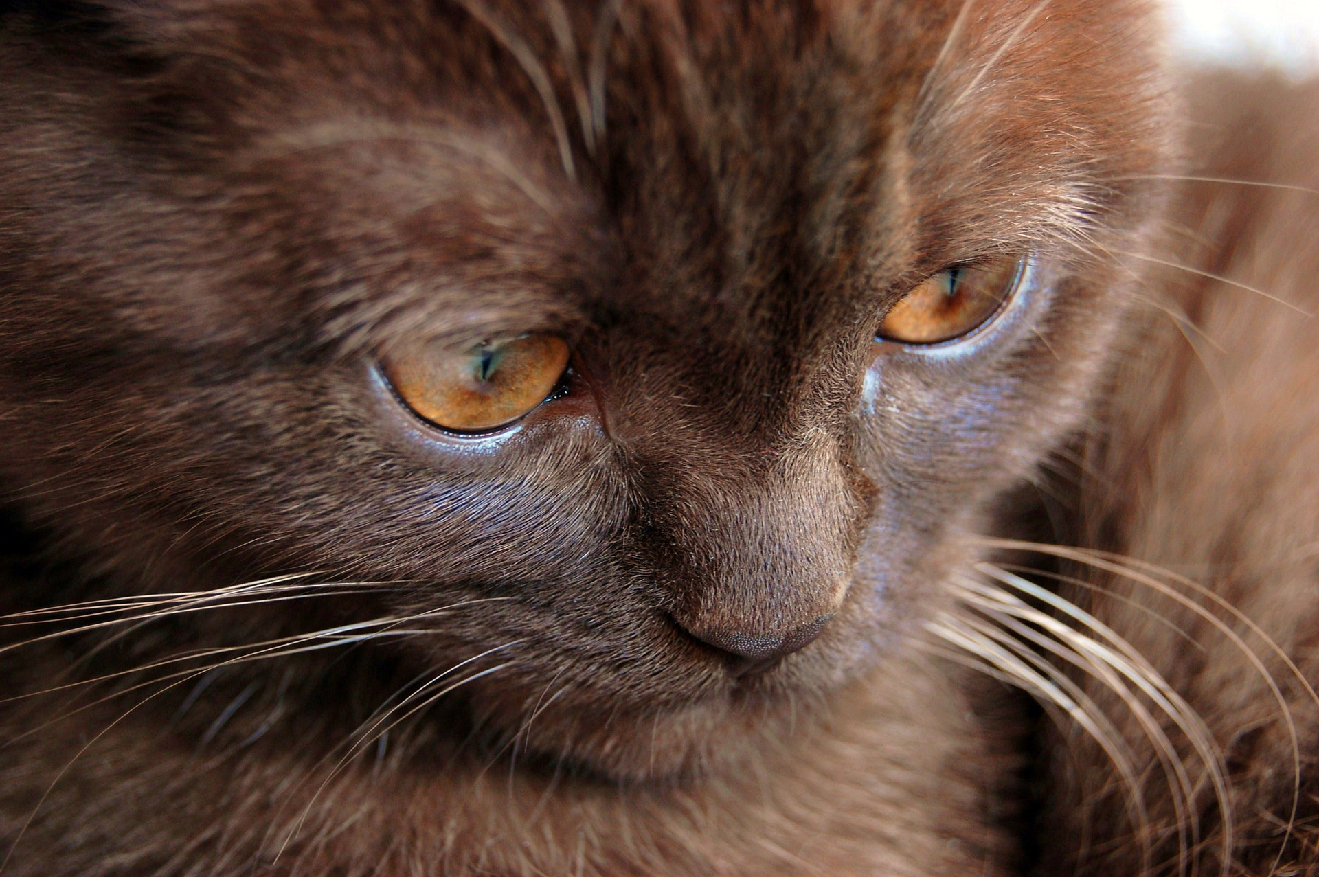 Обои глаза, кошка, взгляд, котенок, шоколадный котенок, eyes, cat, look, kitty, chocolate kitten разрешение 1920x1277 Загрузить