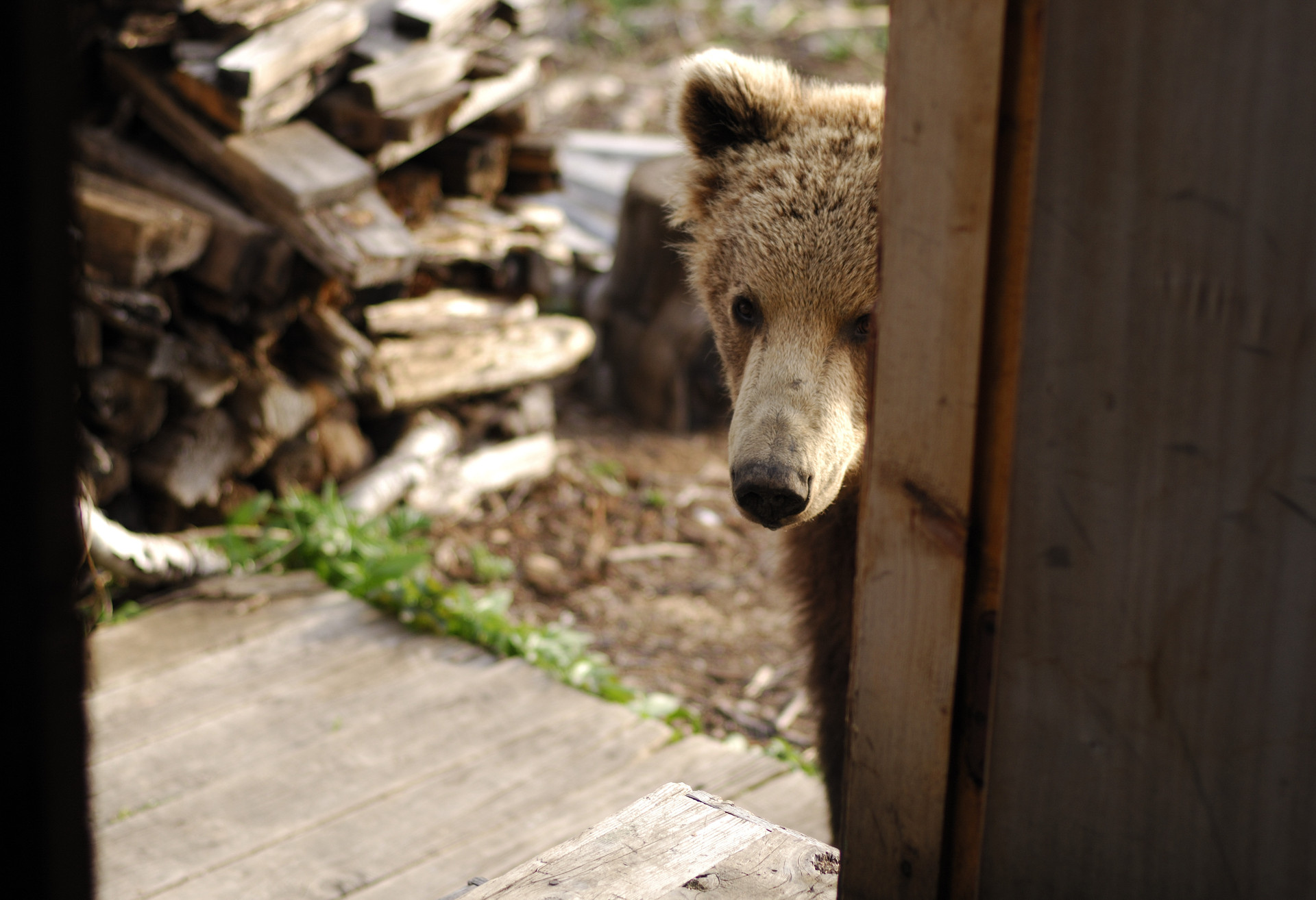 Обои медведь, дом, нос, дрова, медвежонок, хочу кушать, пришёл, в гости, bear, house, nose, wood, want to eat, came, visit разрешение 1920x1314 Загрузить