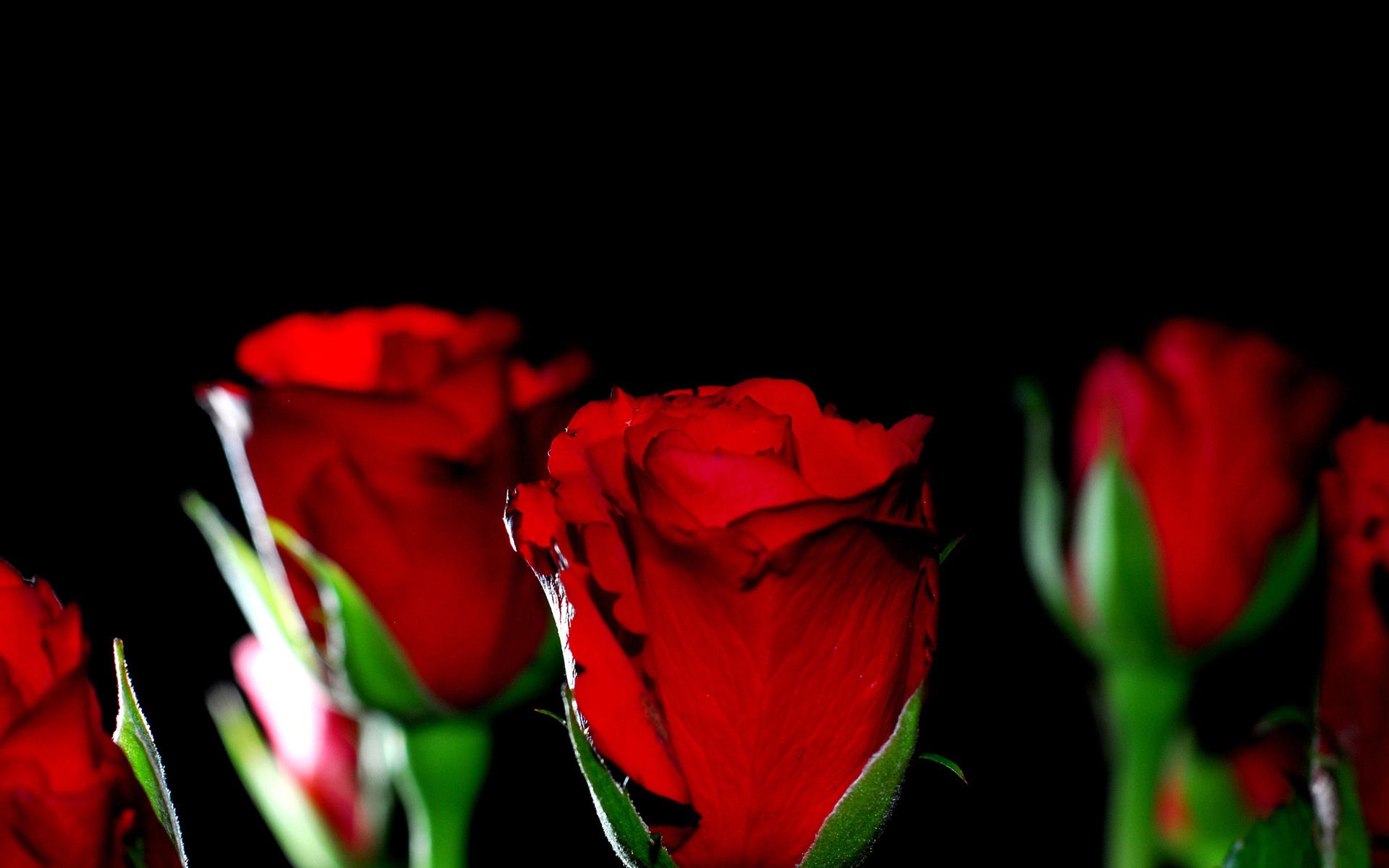 Песни круга красные розы. Красные розы. Розы на рабочий стол.