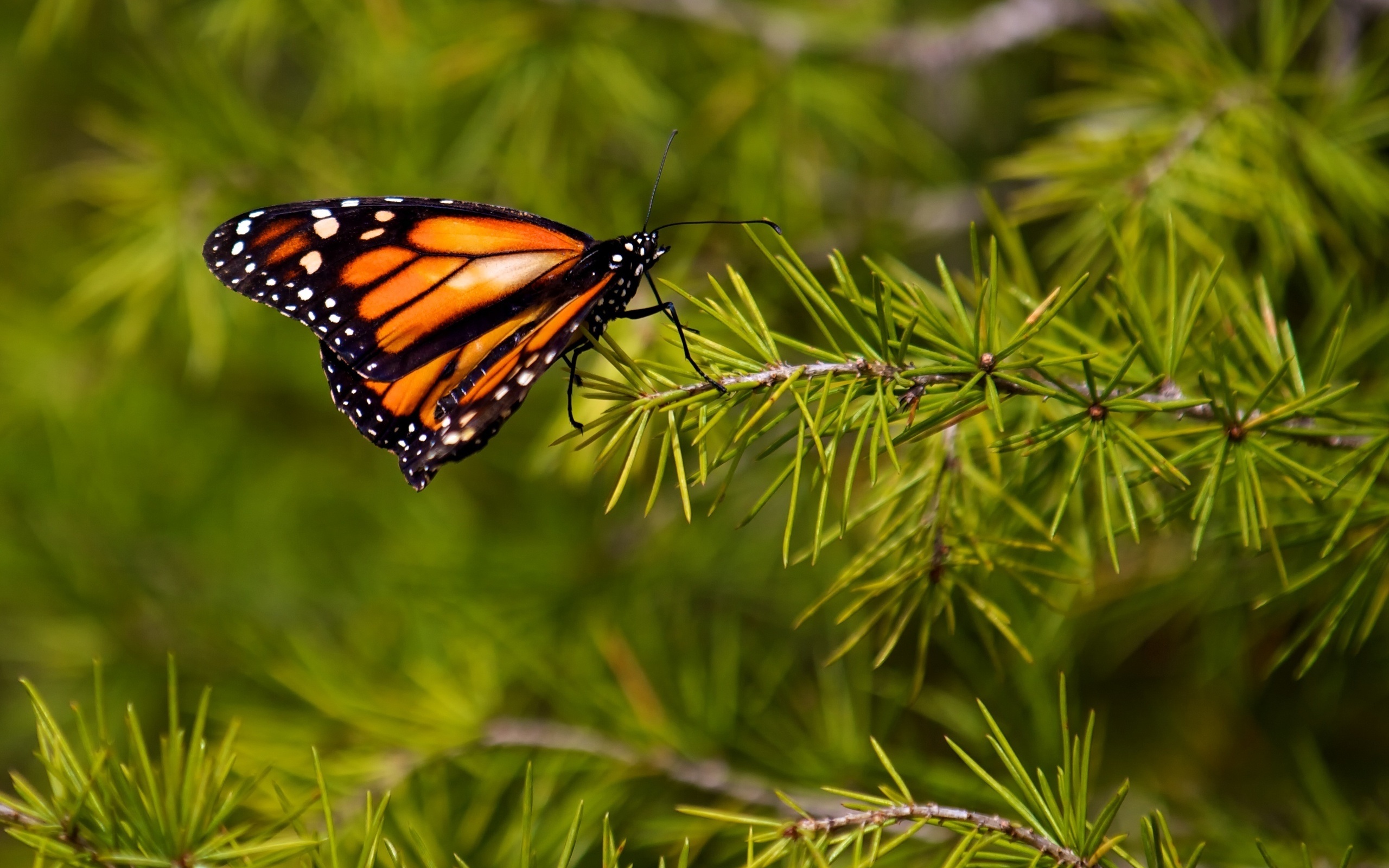 Обои природа, хвоя, насекомое, ветки, бабочка, крылья, монарх, nature, needles, insect, branches, butterfly, wings, monarch разрешение 2560x1600 Загрузить