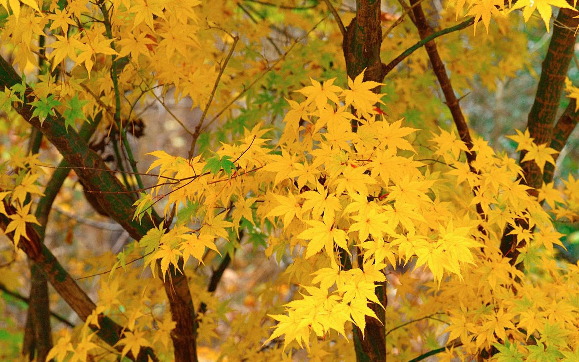 Обои дерево, листья, осень, клен, tree, leaves, autumn, maple разрешение 1920x1200 Загрузить