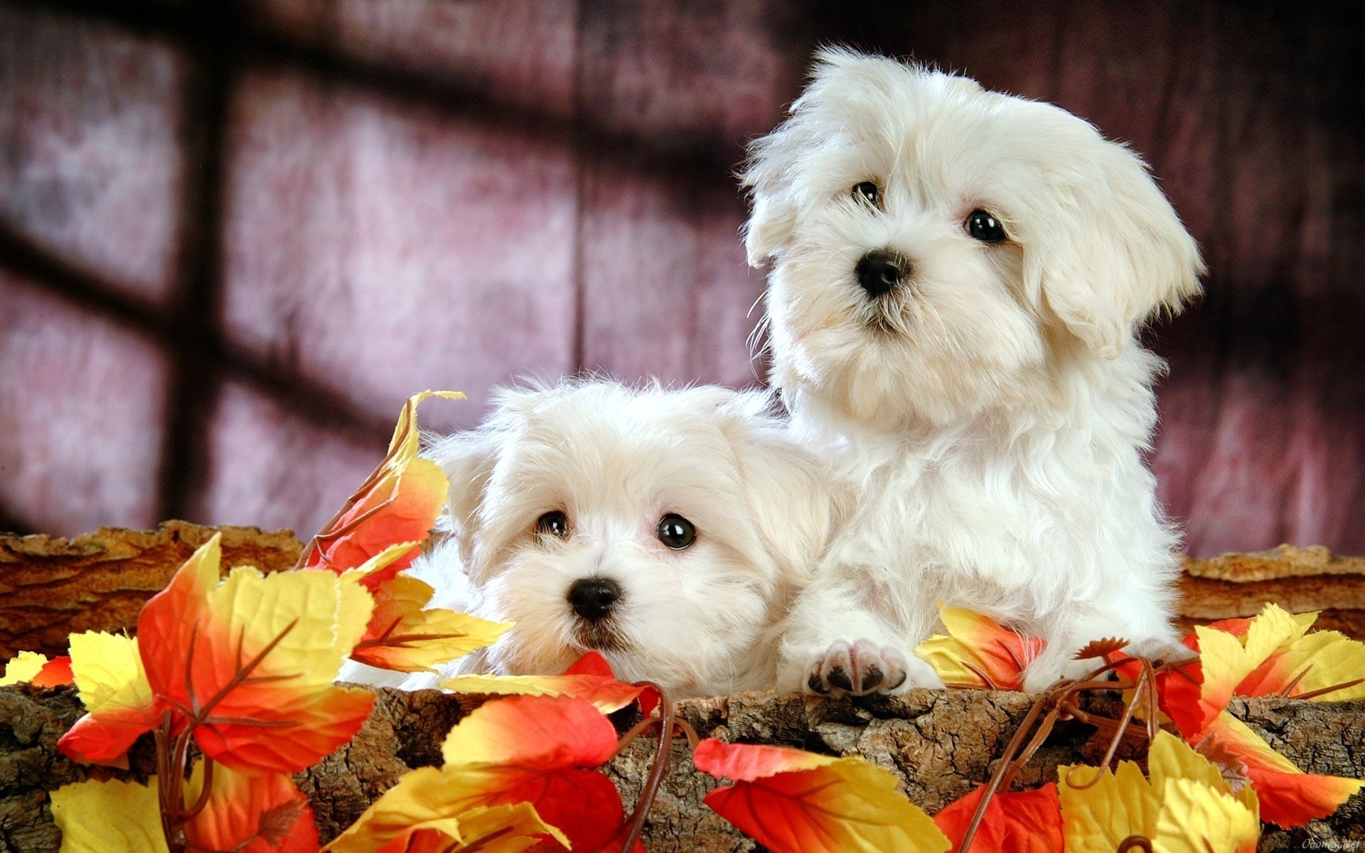 Обои листья, белые, щенки, leaves, white, puppies разрешение 1920x1200 Загрузить