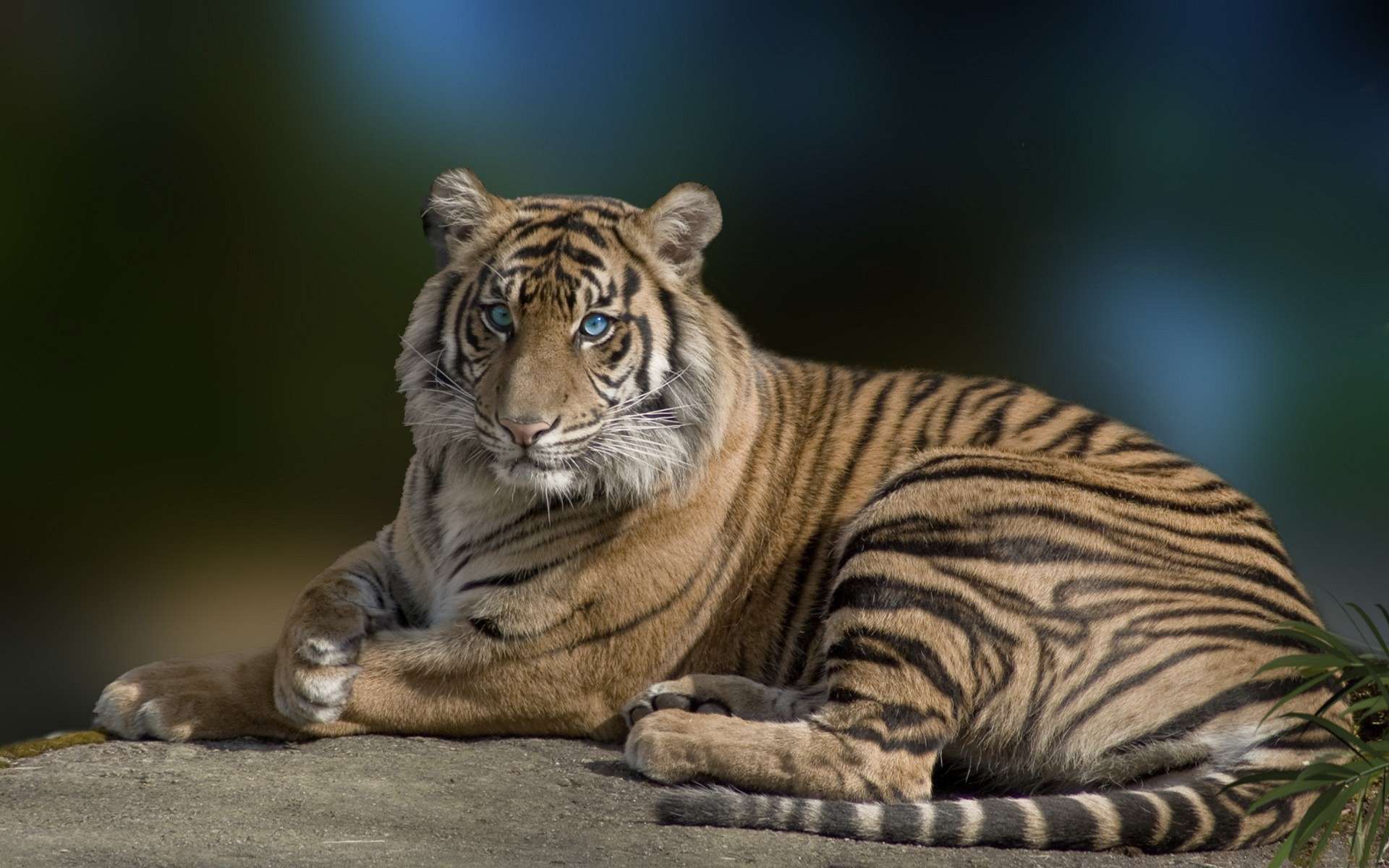 Обои тигр, лежит, хищник, большая кошка, красивый, голубые глаза, грация, tiger, lies, predator, big cat, beautiful, blue eyes, grace разрешение 1920x1200 Загрузить