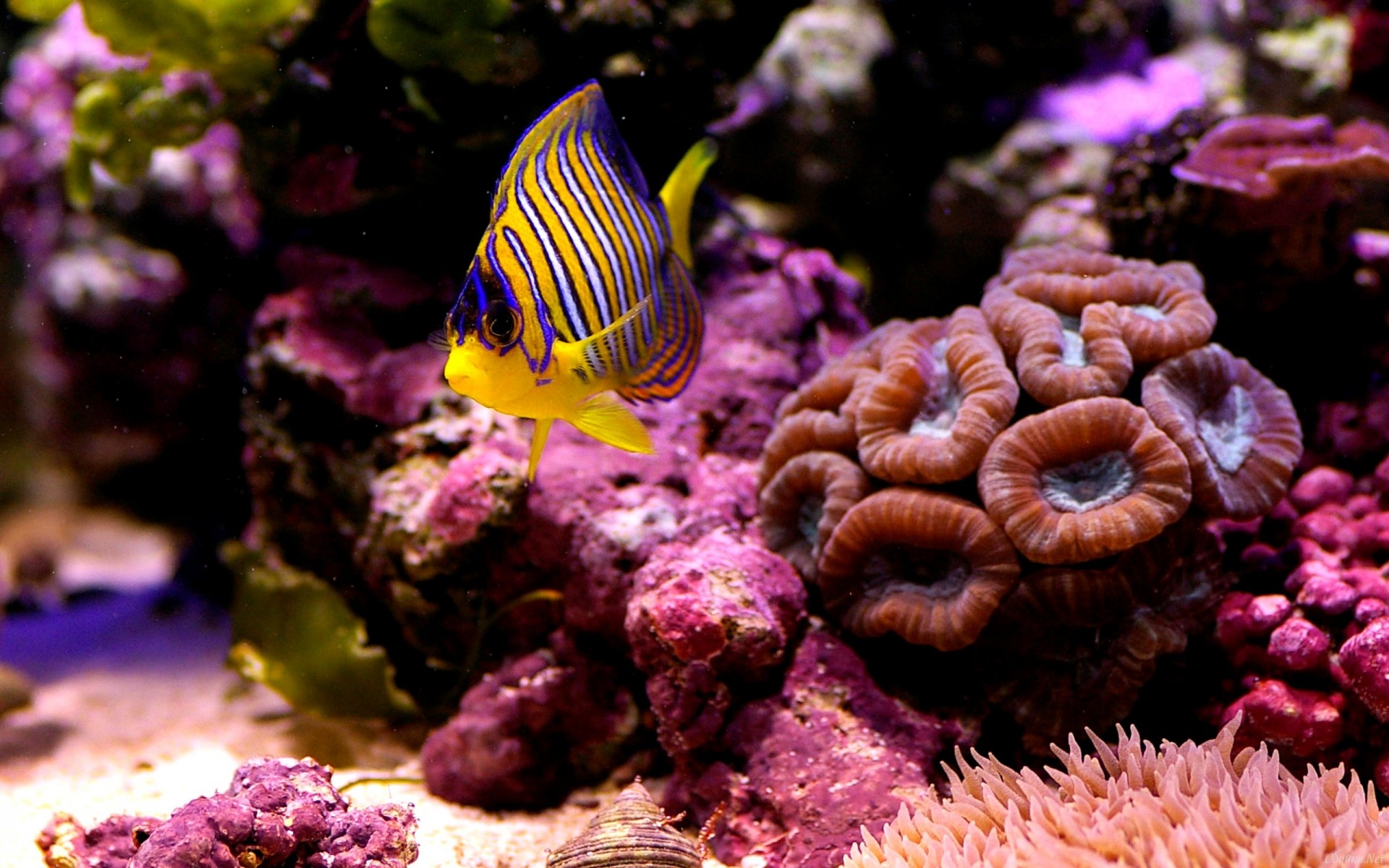 Рыба бабочка коралл коралловое море
