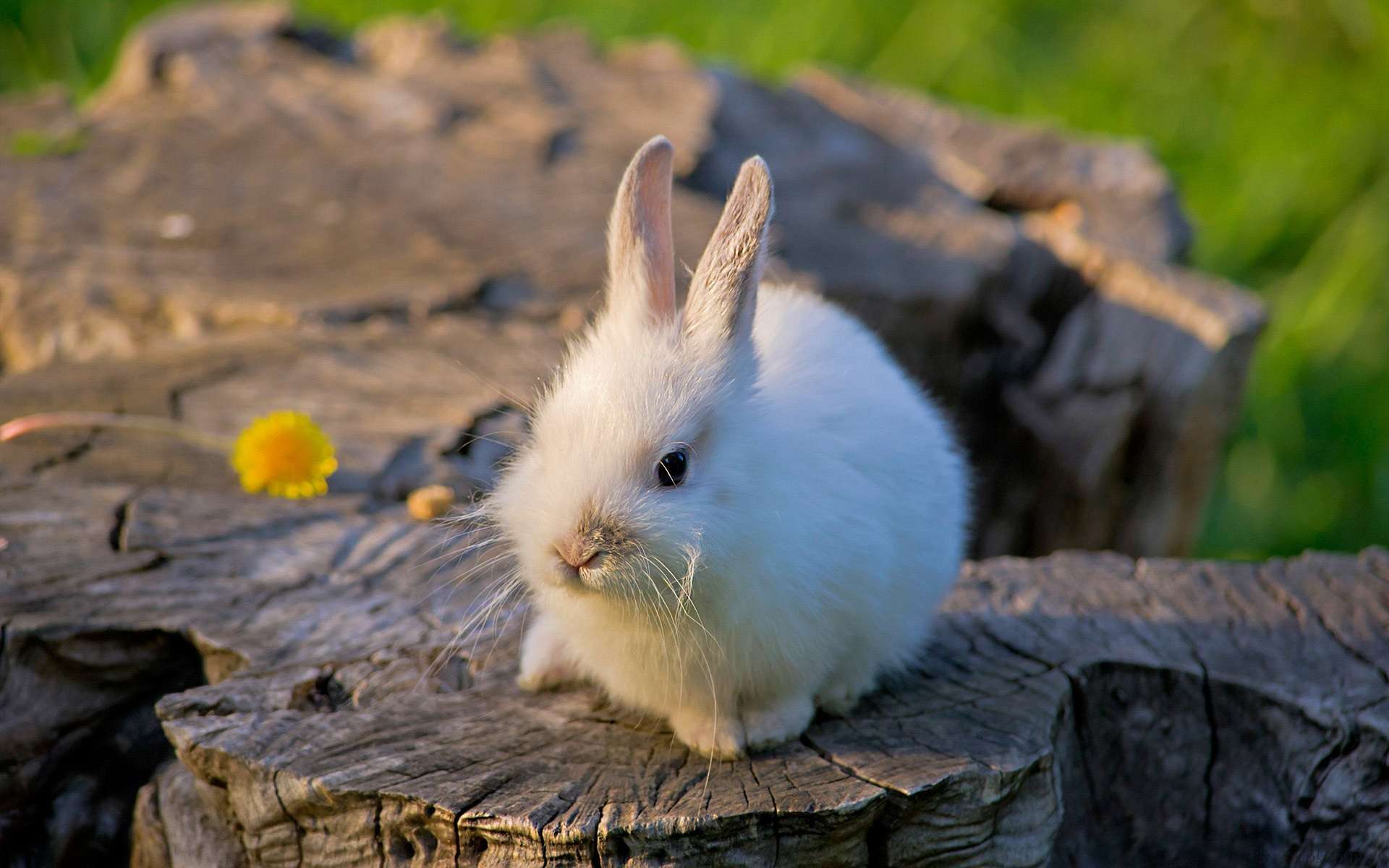 Обои кролик, животное, малыш, пень, rabbit, animal, baby, stump разрешение 1920x1200 Загрузить