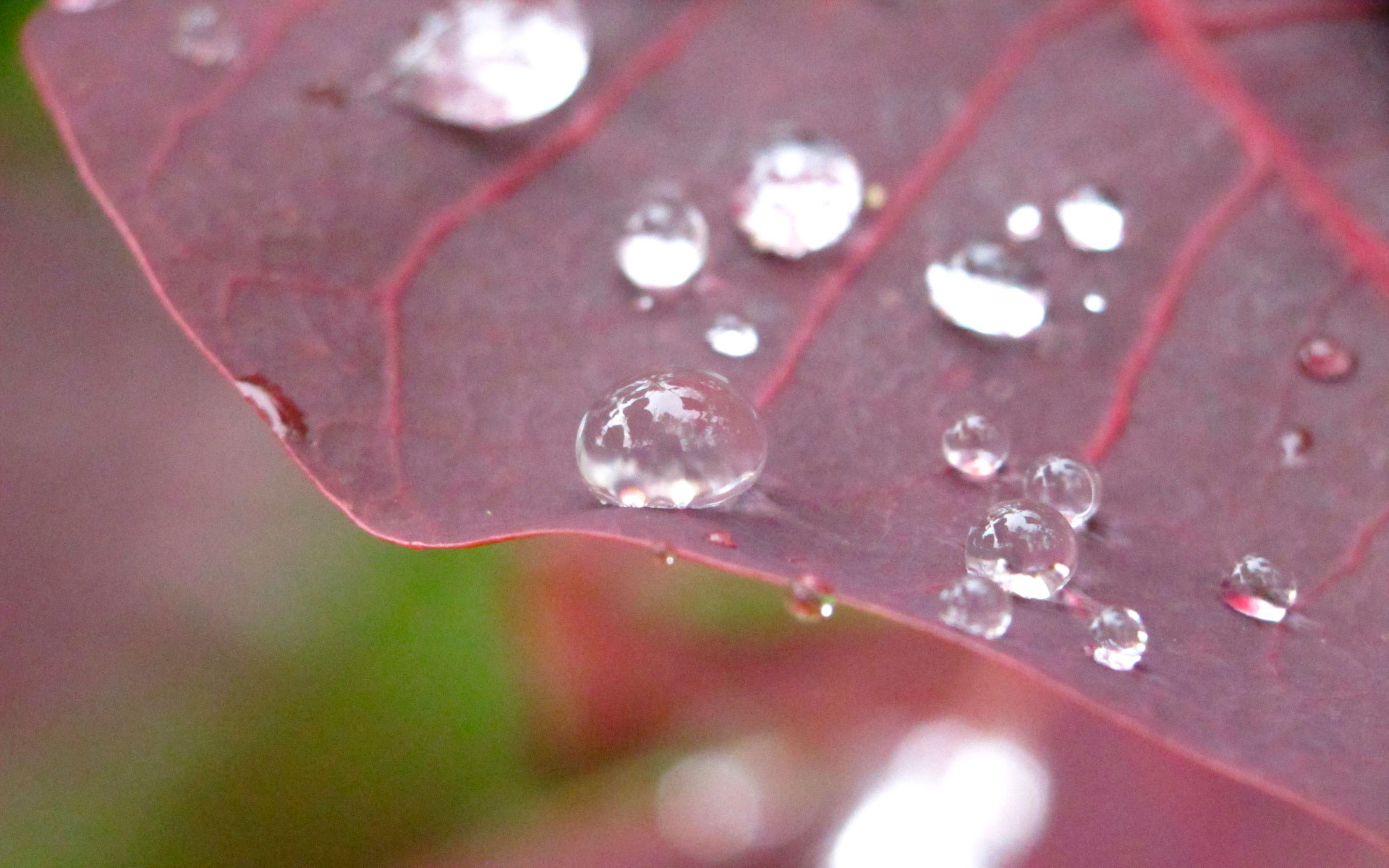 Роса выпадает в вечерний утренний. Макросъемка природа. Природа макро. Капли дождя на листьях. Капля на листе.