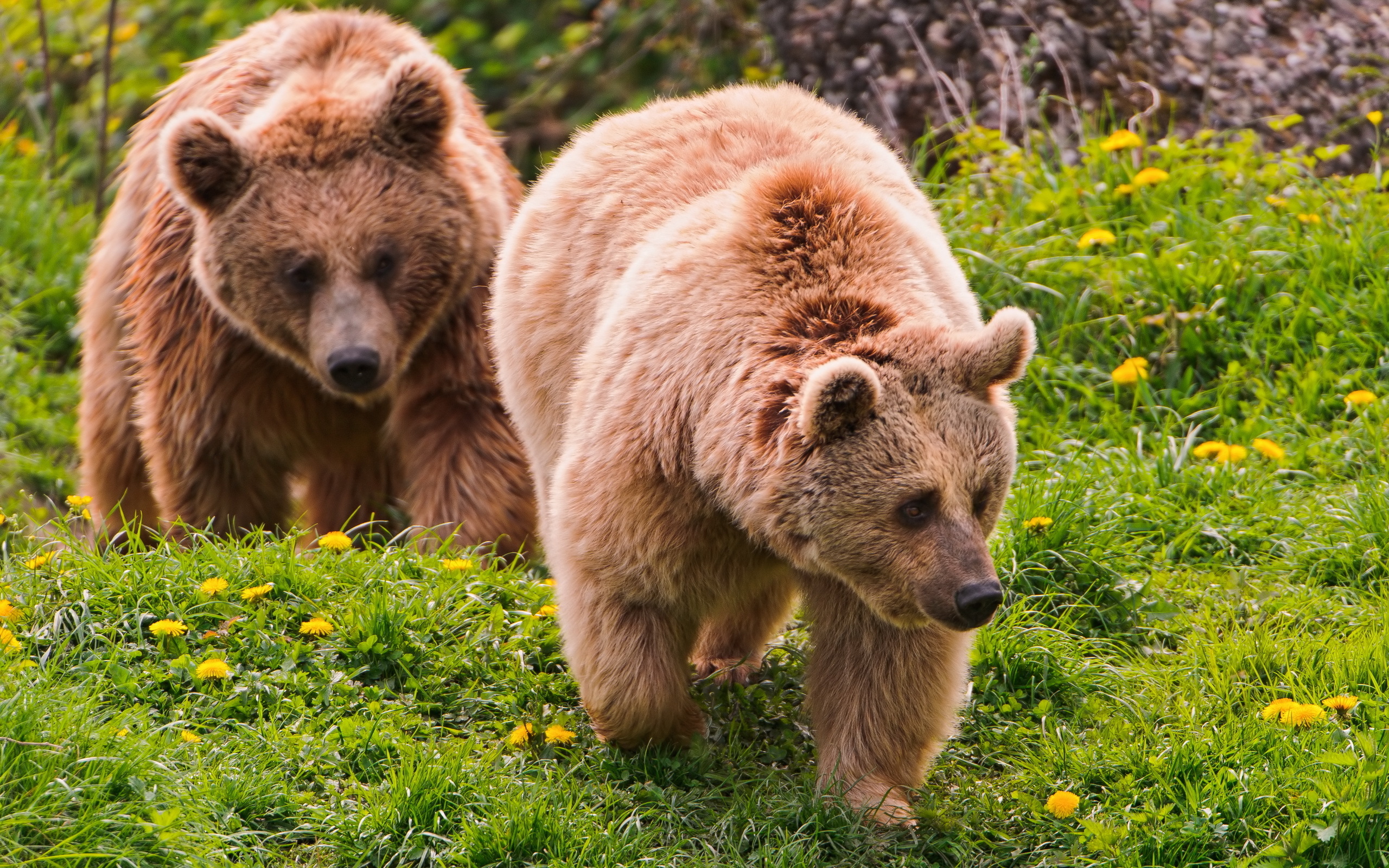 Обои трава, медведь, одуванчики, медведи, бурый медведь, grass, bear, dandelions, bears, brown bear разрешение 2560x1600 Загрузить