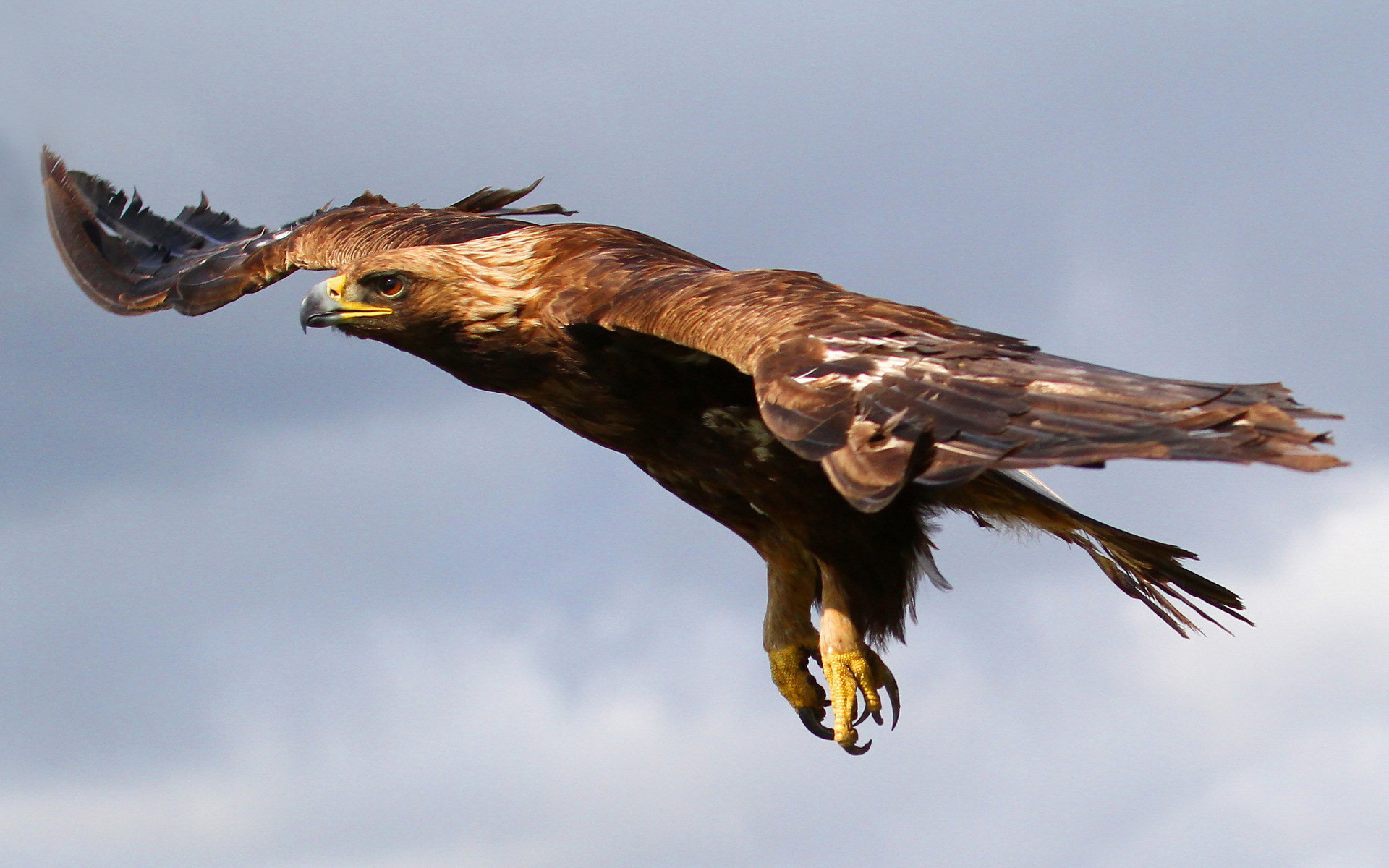 Обои небо, полет, орел, птица, хищная, the sky, flight, eagle, bird, predatory разрешение 1920x1200 Загрузить