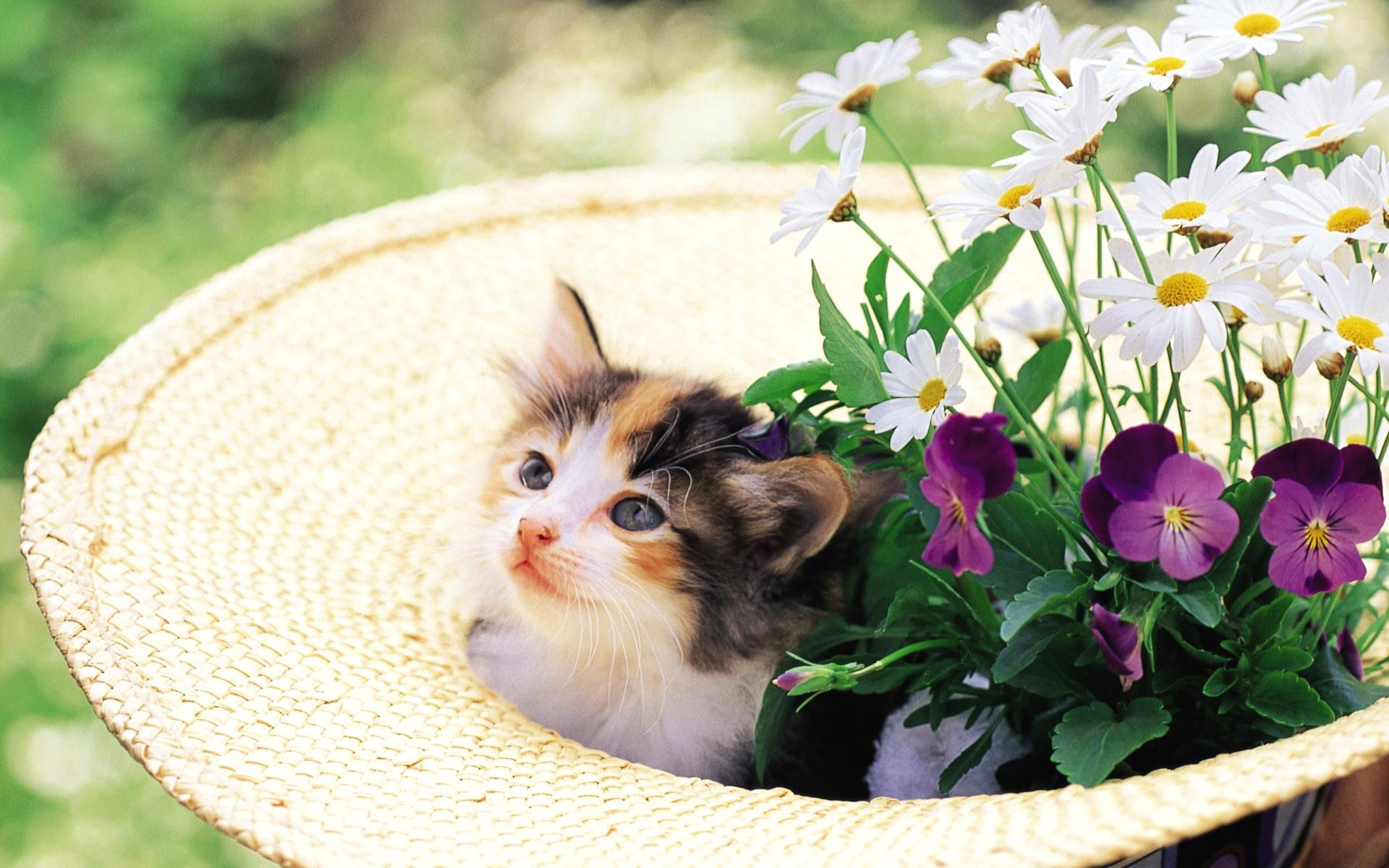 Обои цветы, кошка, котенок, шляпа, котенок в клумбе, flowers, cat, kitty, hat, kitty in the flower bed разрешение 1920x1200 Загрузить