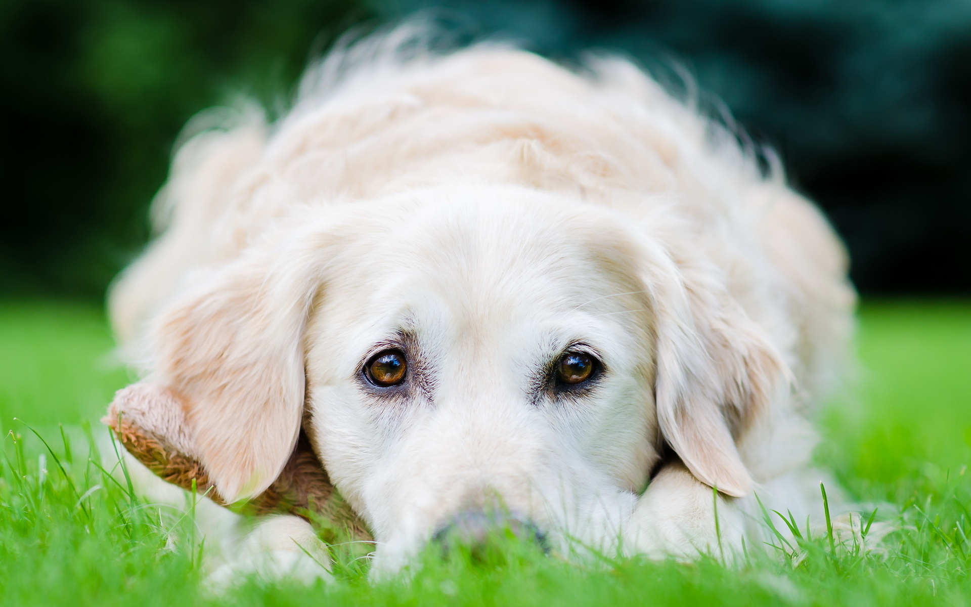 Обои трава, белый, собака, лежит, щенок, пес, золотистый ретривер, grass, white, dog, lies, puppy, golden retriever разрешение 1920x1200 Загрузить